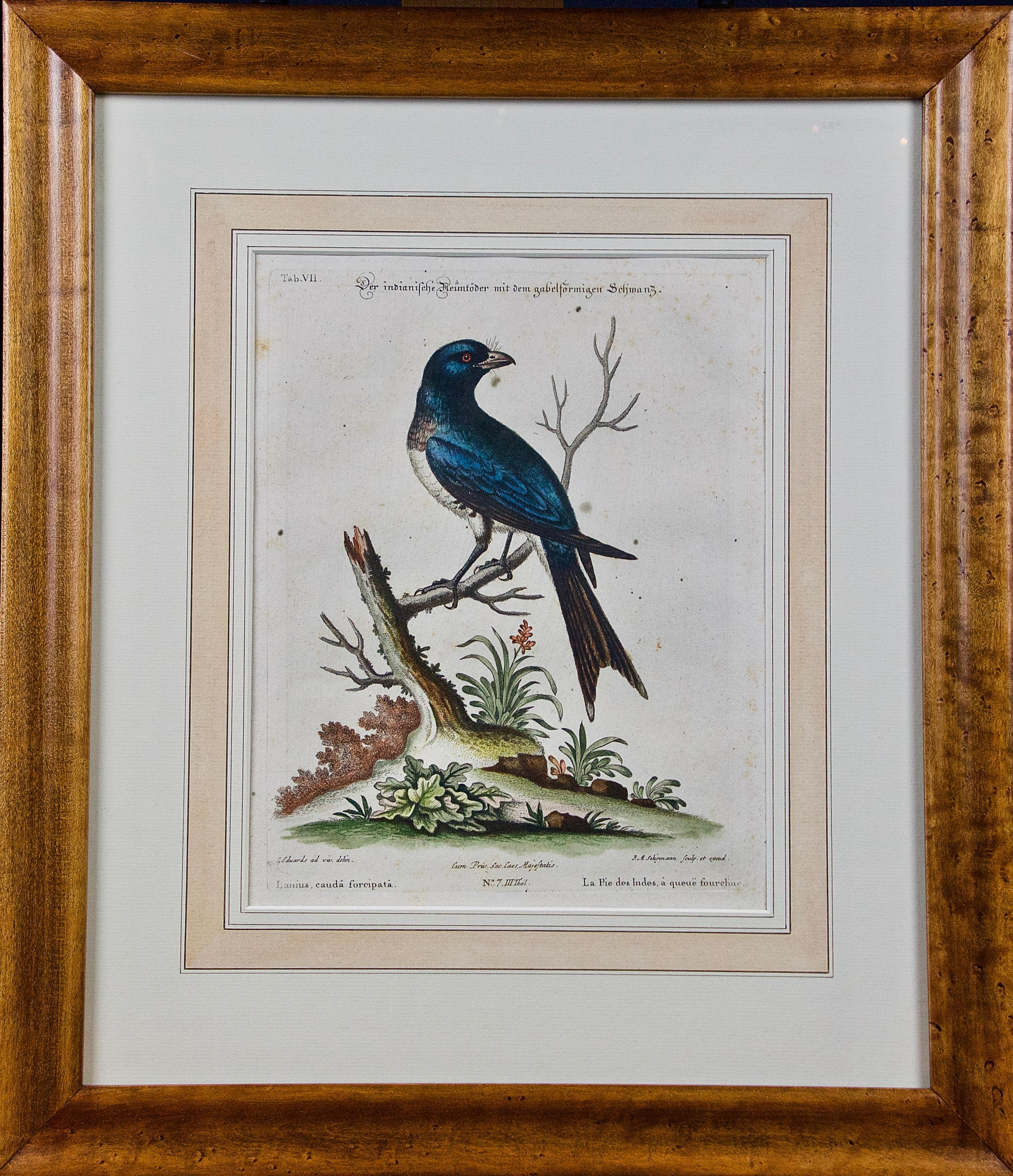 Three 18th Century Hand Colored Engravings of Birds by George Edwards 7