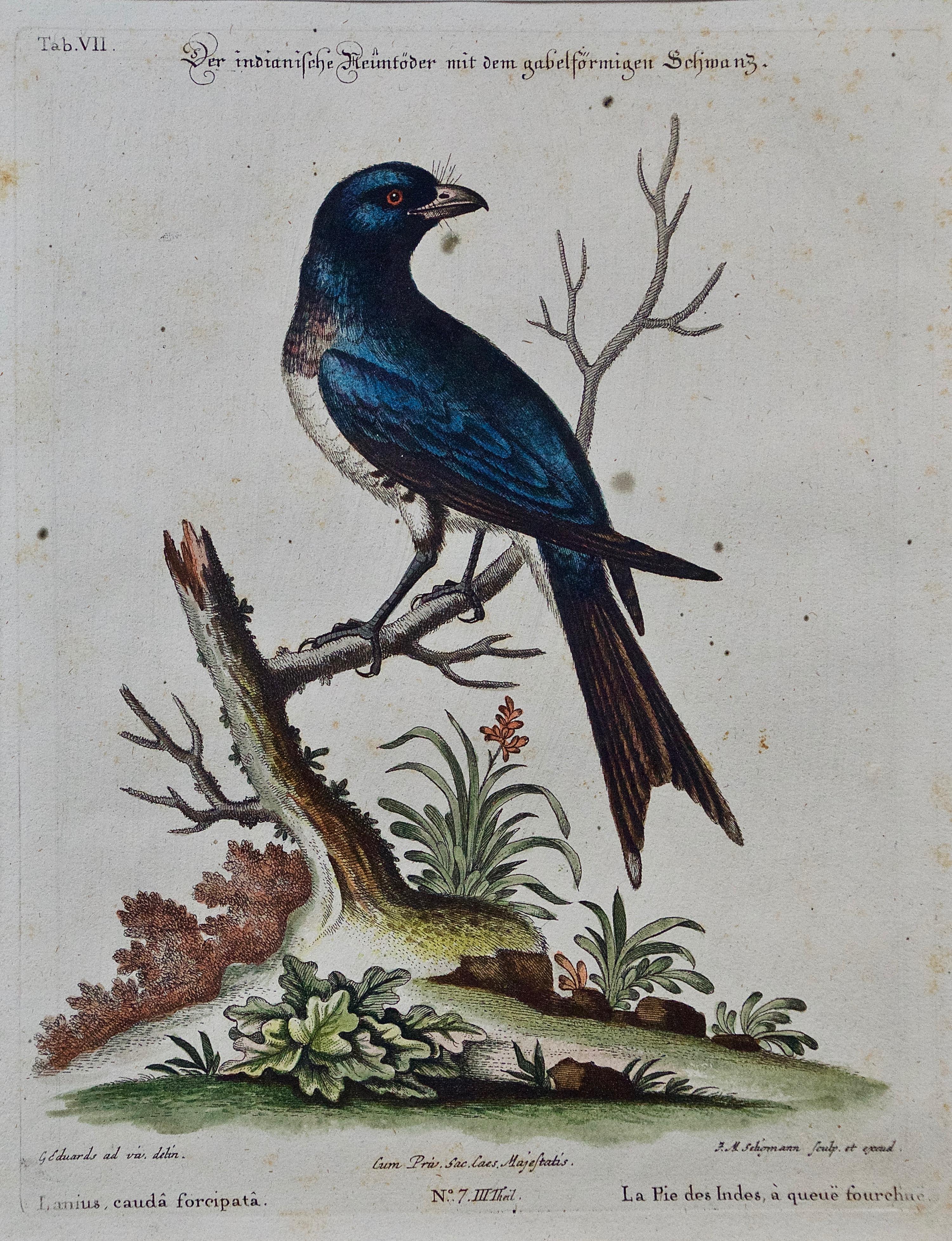Three 18th Century Hand Colored Engravings of Birds by George Edwards 8