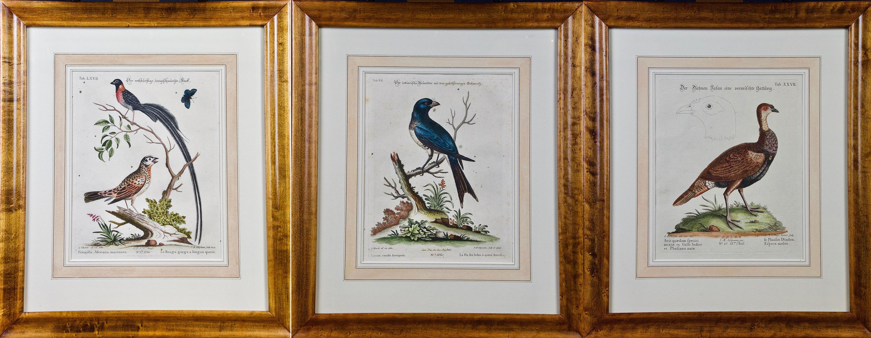 Trois gravures en cuivre-plaqué colorées à la main du XVIIIe siècle représentant des oiseaux exotiques dessinés par George Edwards 1694-1773:: le premier artiste d'histoire naturelle britannique de l'époque et connu sous le nom de « Père de
