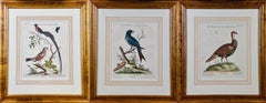 Three 18th Century Hand Colored Engravings of Birds by George Edwards