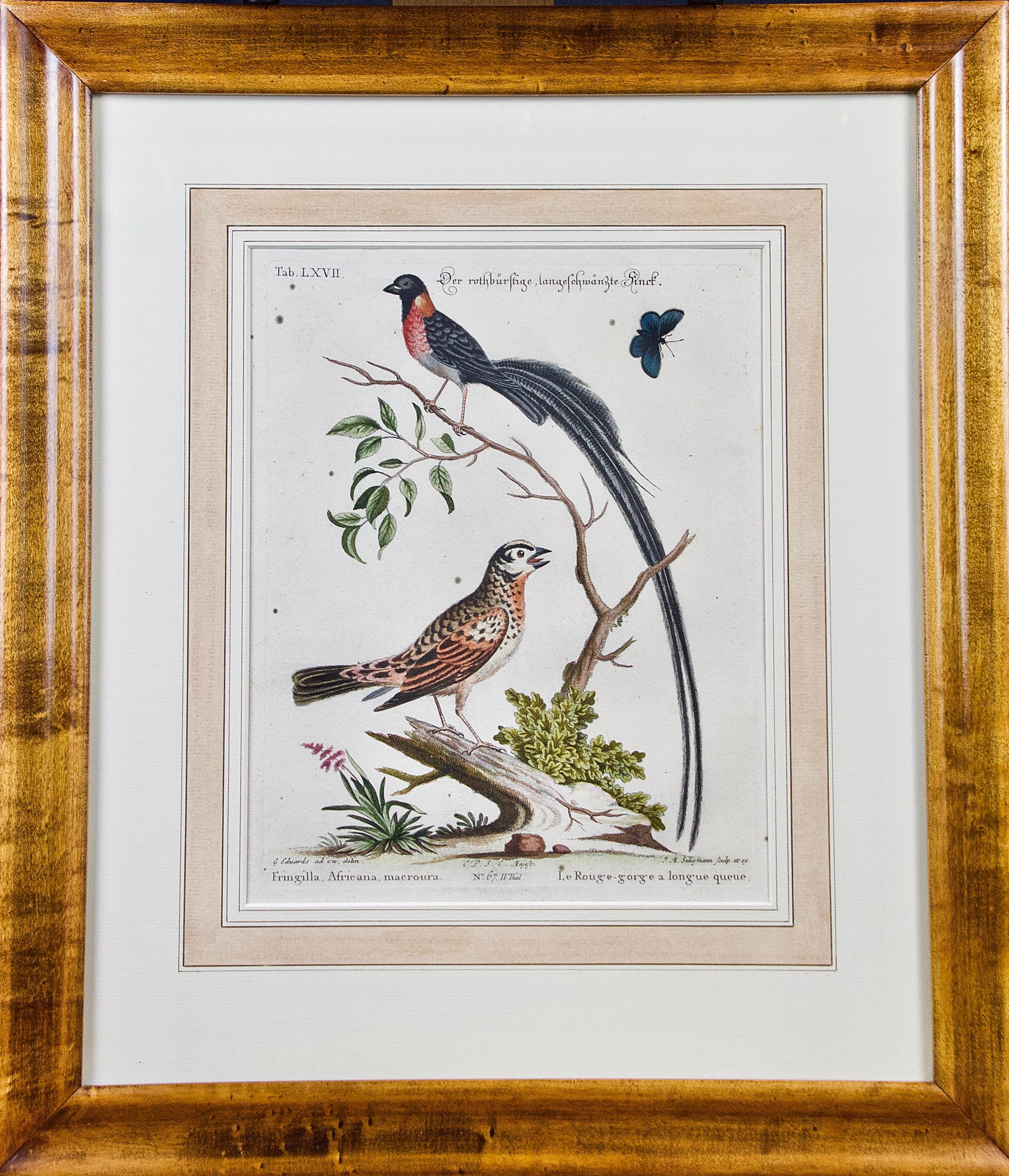 Three 18th century hand colored copper-plate engravings of exotic birds drawn by George Edwards 1694-1773), the premier British natural history artist of the era and known as 