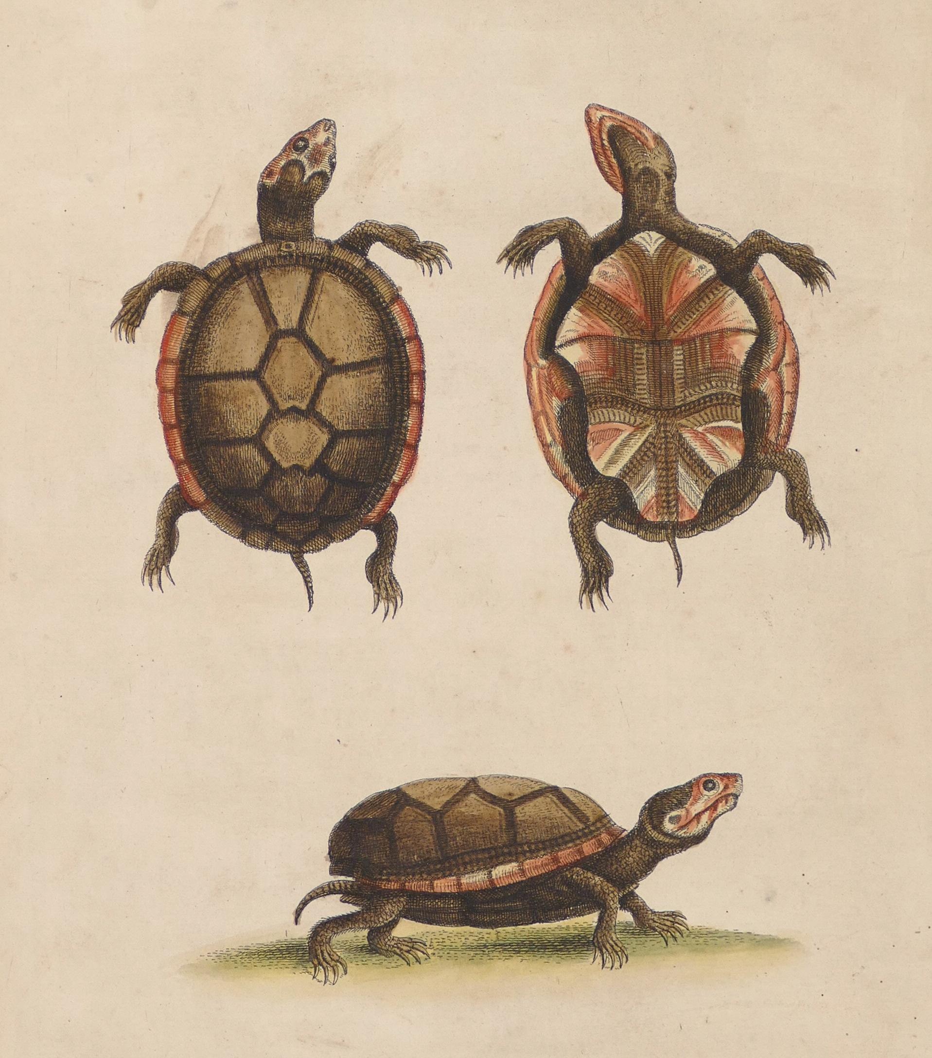 Schildkrötenfiguren – Originallithographie von George Edwards – 19. Jahrhundert  im Angebot 1