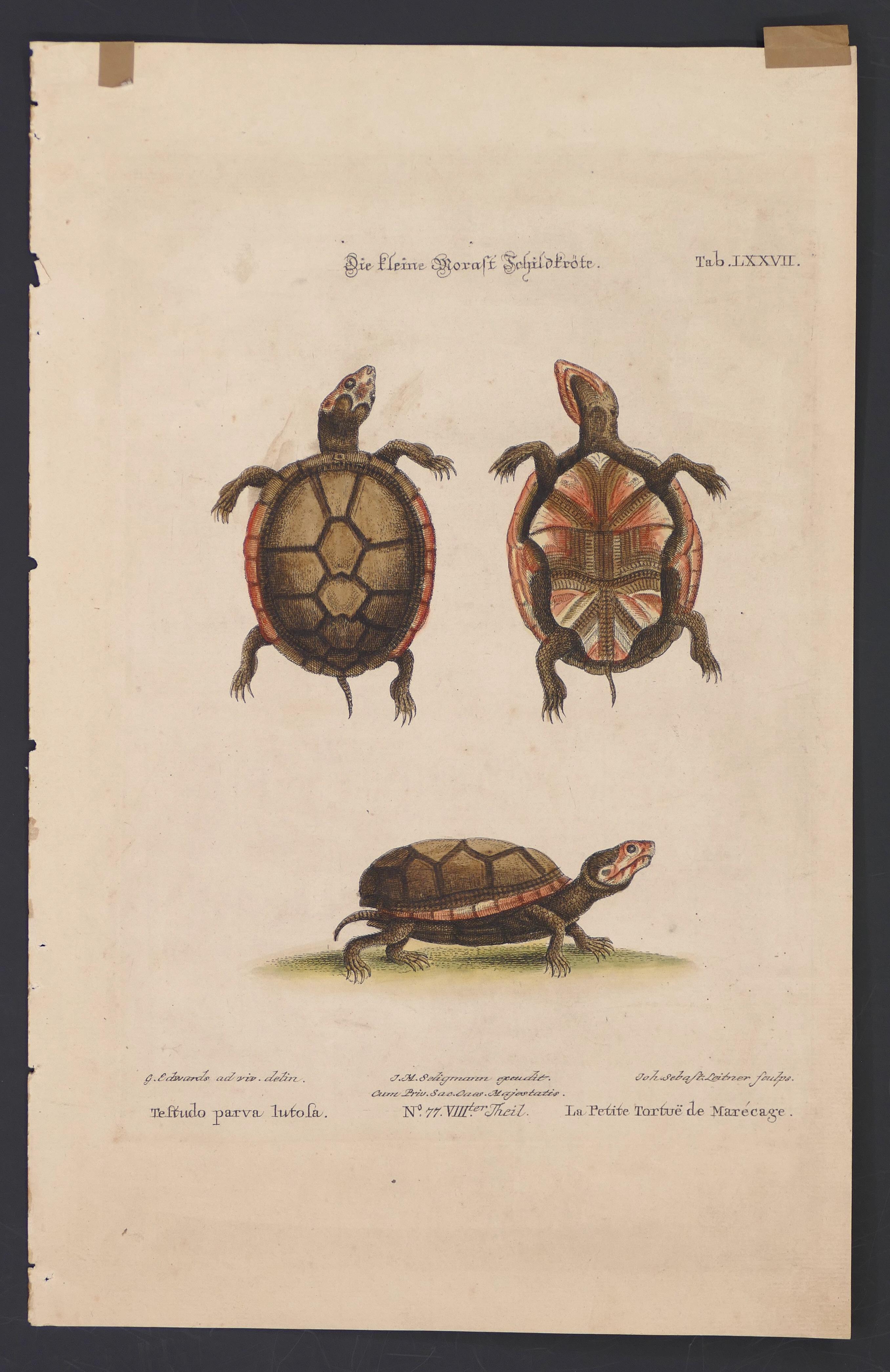 Schildkrötenfiguren – Originallithographie von George Edwards – 19. Jahrhundert  im Angebot 2
