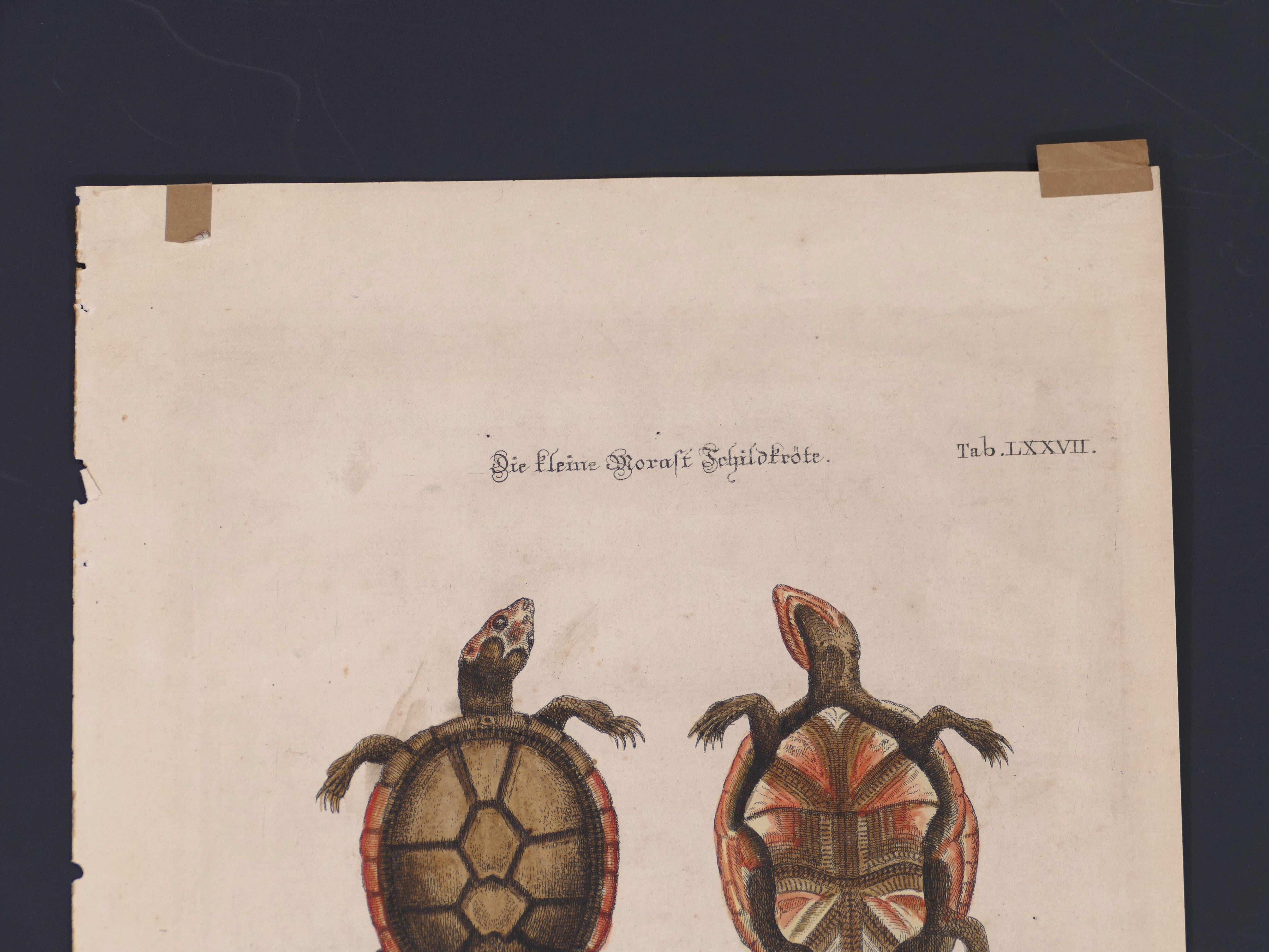 Schildkrötenfiguren – Originallithographie von George Edwards – 19. Jahrhundert  im Angebot 3