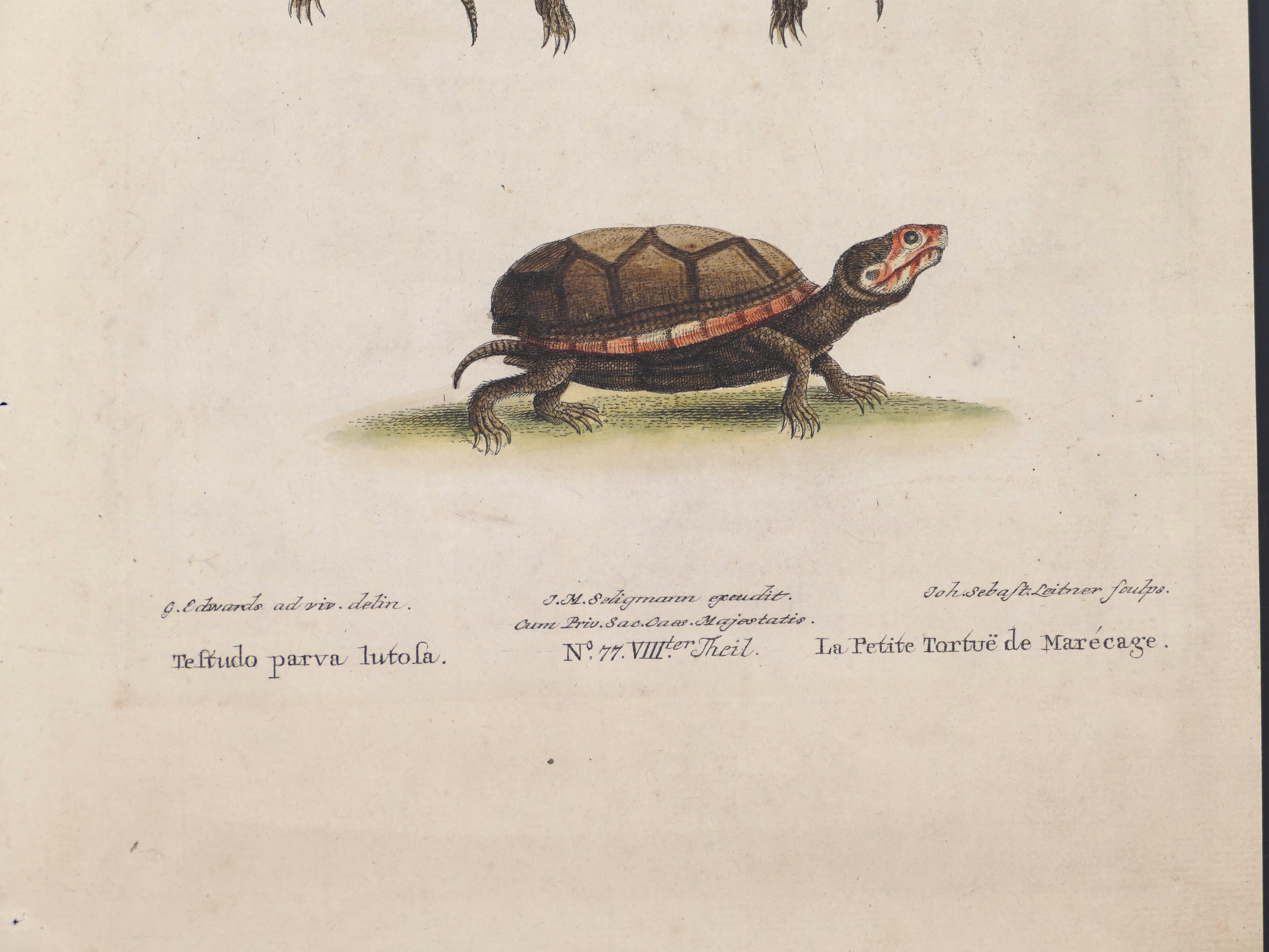 Schildkrötenfiguren – Originallithographie von George Edwards – 19. Jahrhundert  im Angebot 4