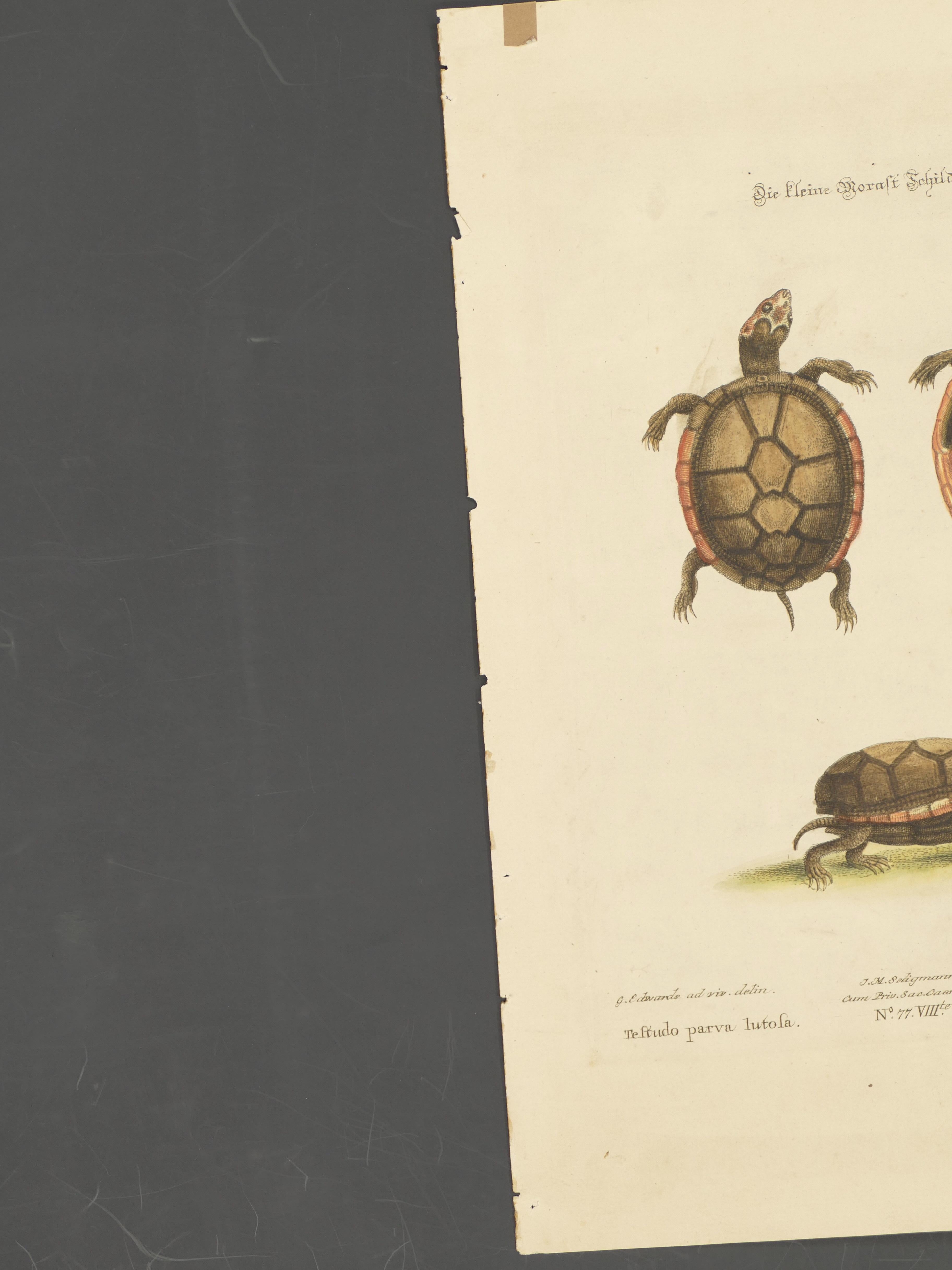 Schildkrötenfiguren – Originallithographie von George Edwards – 19. Jahrhundert  im Angebot 5