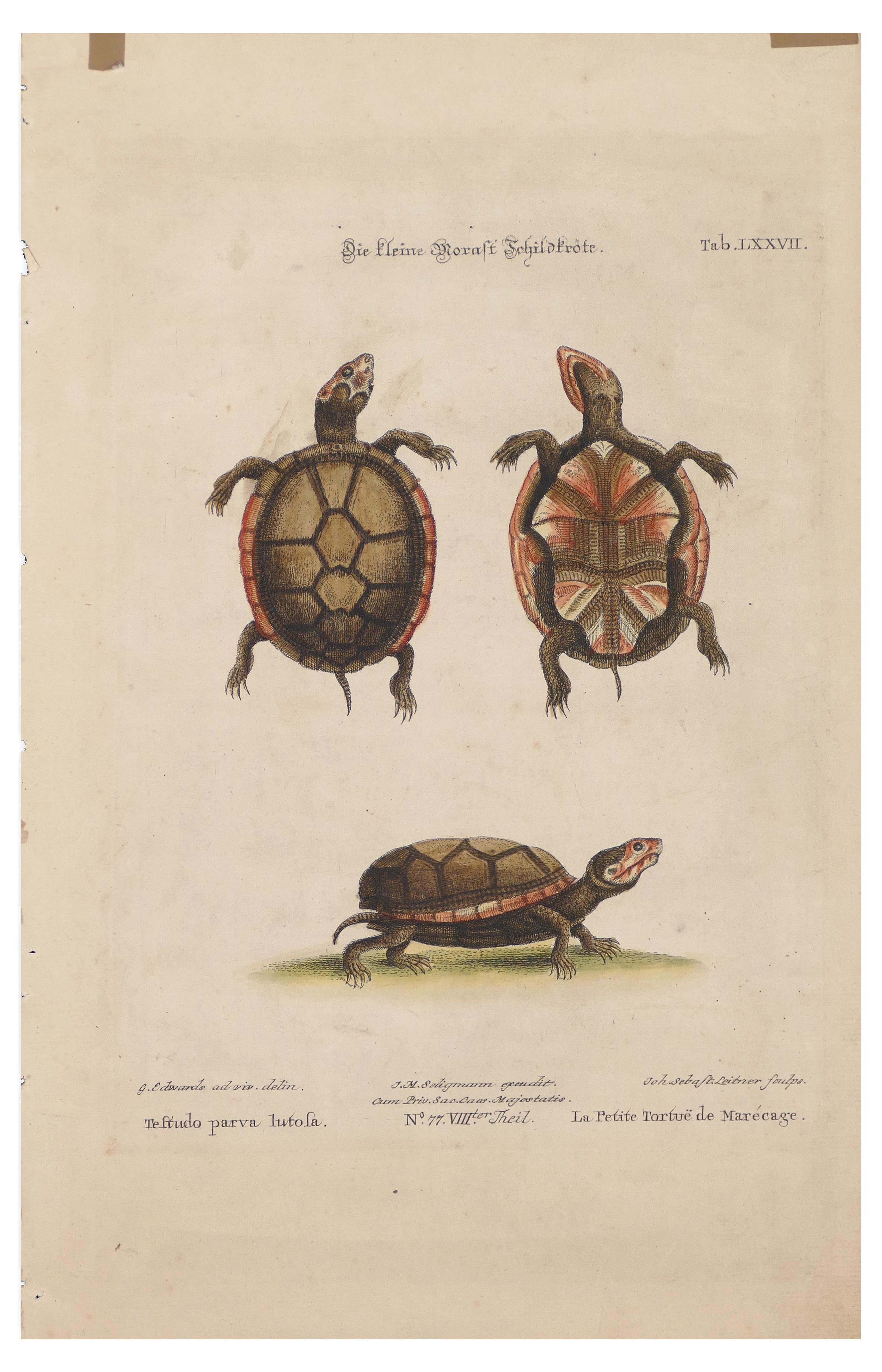 Turtles is an original print realized by George Edwards in the 18th century.

Color lithograph.

Original Title: Die kleine Moraft Tchildgröte, Tab. LXXVII. 

Good conditions, except for minor stains with scotches stuck on top, a little torn on the