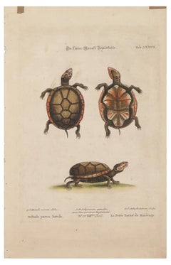 Schildkrötenfiguren – Originallithographie von George Edwards – 19. Jahrhundert 