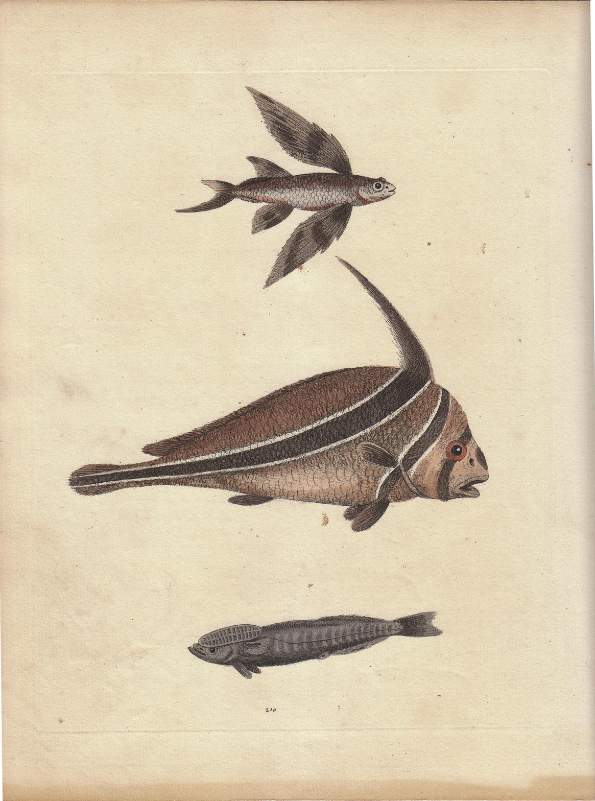 George Edwards Animal Print - Vintage Print, Fish, From "A Natural History of Uncommon Birds..."