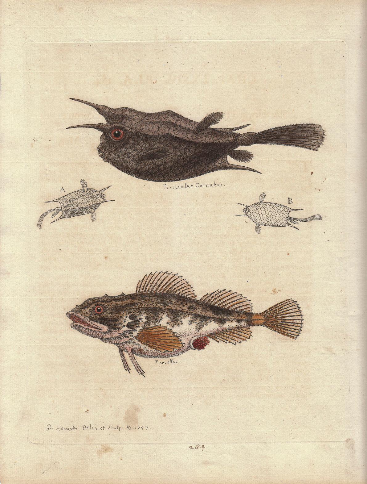 George Edwards Animal Print - Vintage Print, Fish,  "Gleanings of Natural History..." 