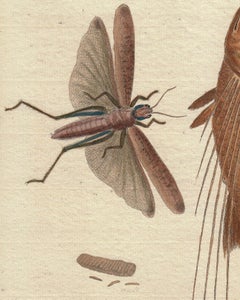 Vintage Print, Grasshopper, Fish,  "A Natural History of Uncommon Birds..."
