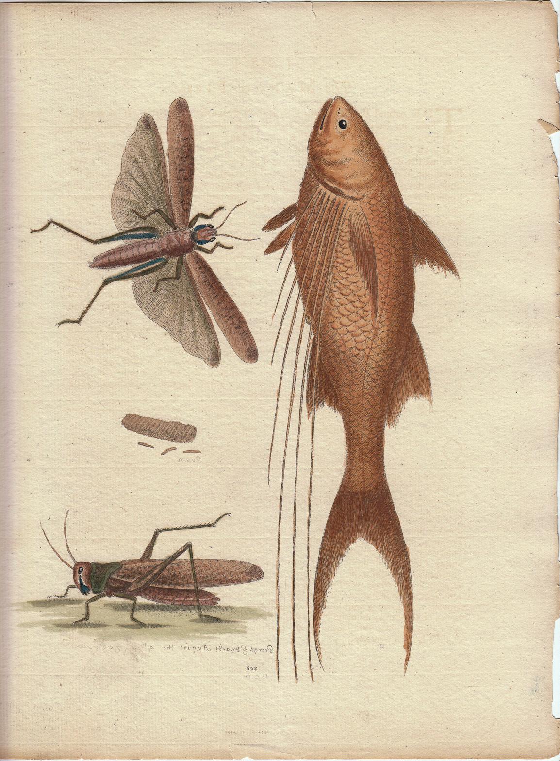 George Edwards Animal Print - Vintage Print, Grasshopper, Fish,  "A Natural History of Uncommon Birds..." 