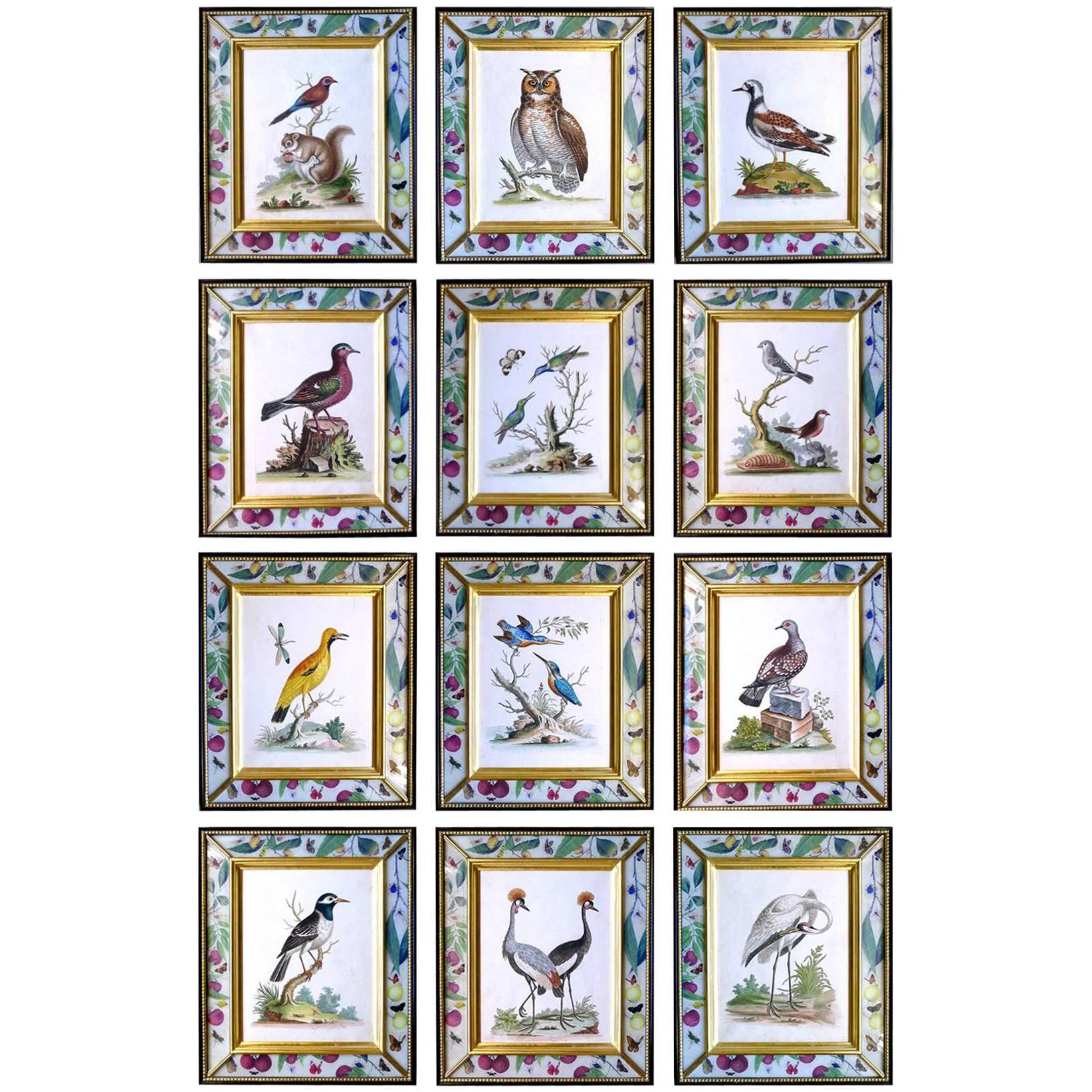 George Edwards Set of Twelve Bird Engravings, circa 1740