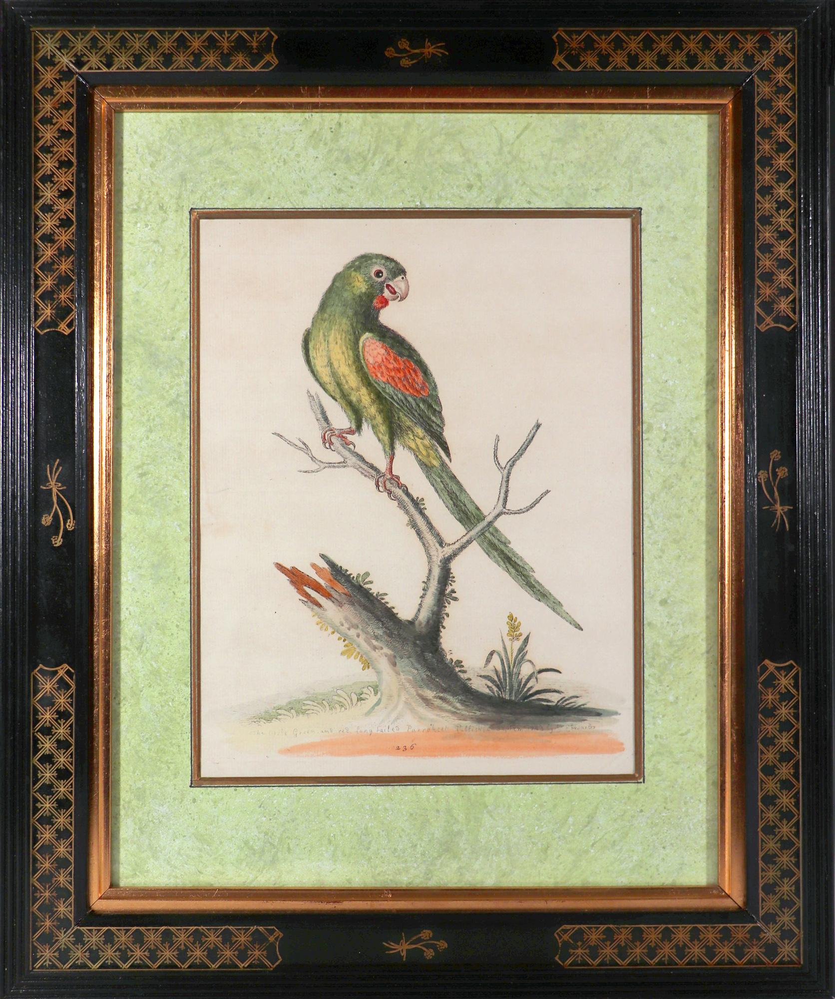 George Edwards Set of Twelve Parrot Engravings with Chinoiserie Frames For Sale 3