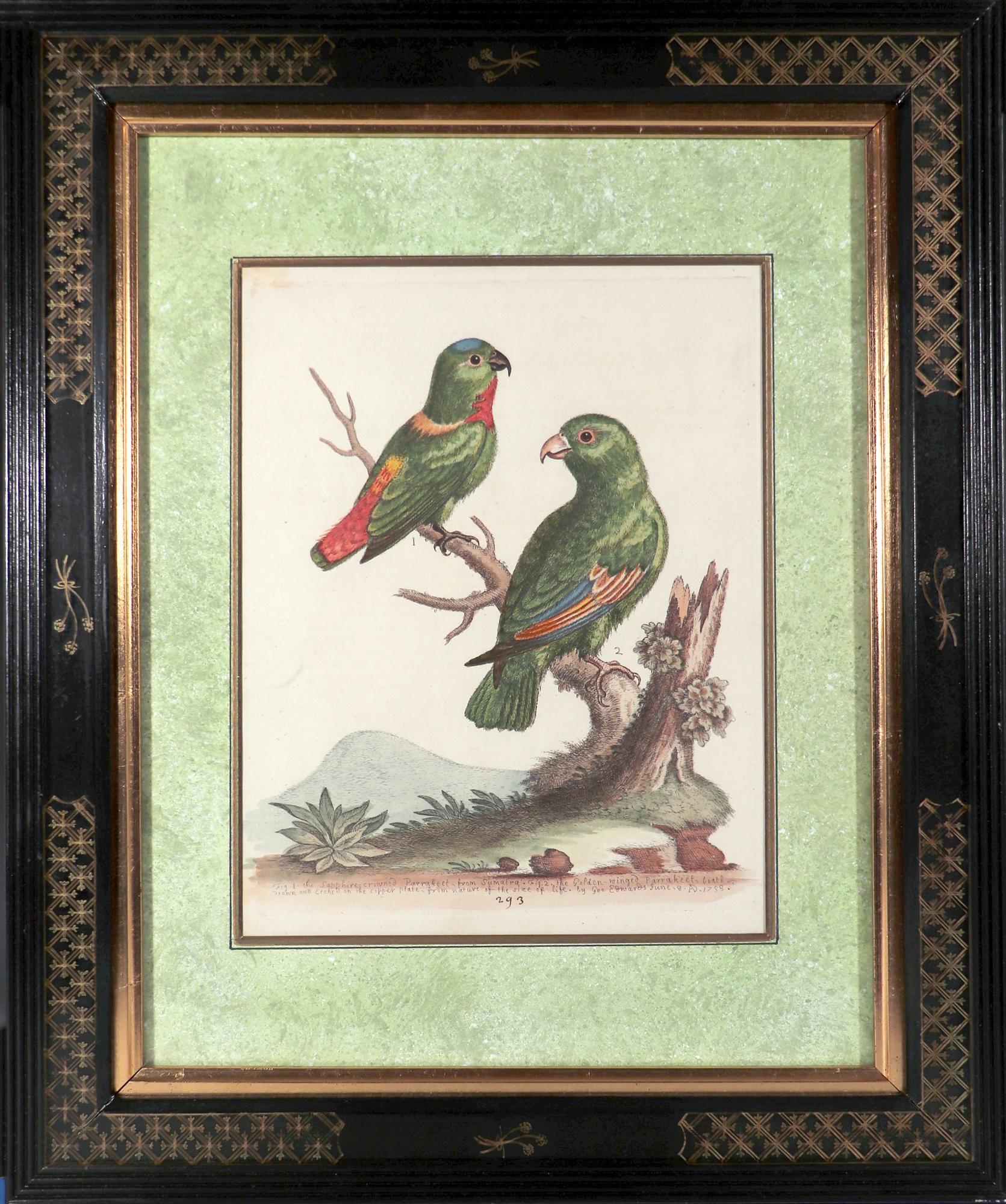 George Edwards Set of Twelve Parrot Engravings with Chinoiserie Frames For Sale 4