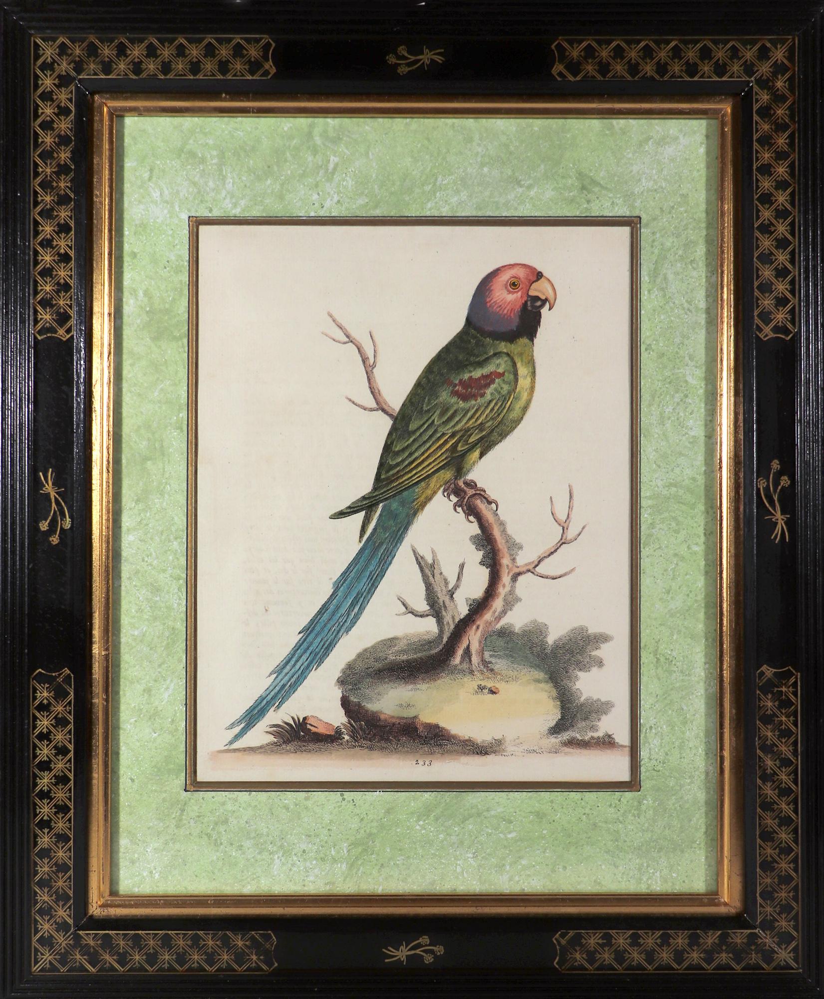 Ensemble de douze gravures de perroquets de George Edwards avec cadres de style chinoiseries en vente 5