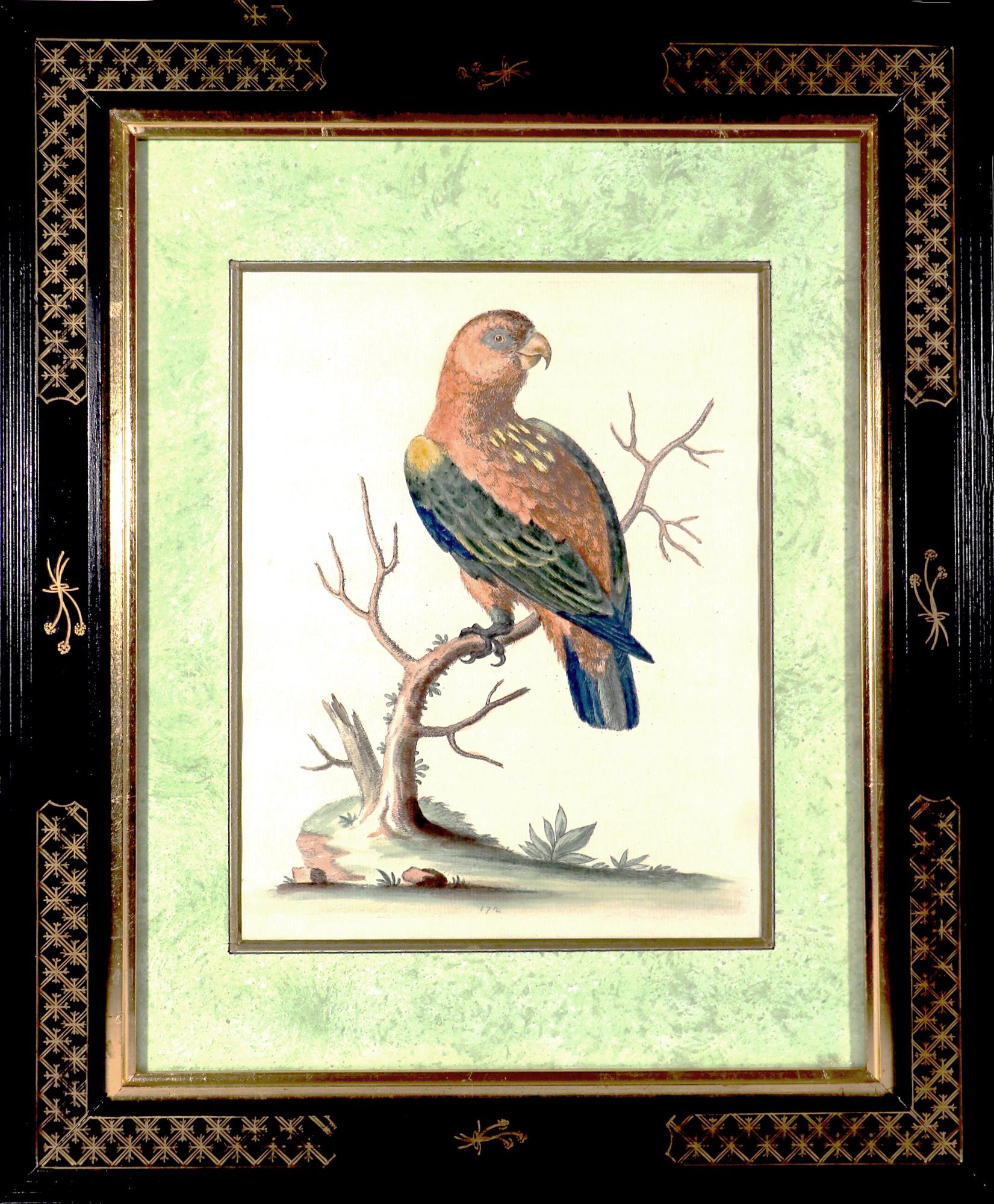 George Edwards Set of Twelve Parrot Engravings with Chinoiserie Frames For Sale 6