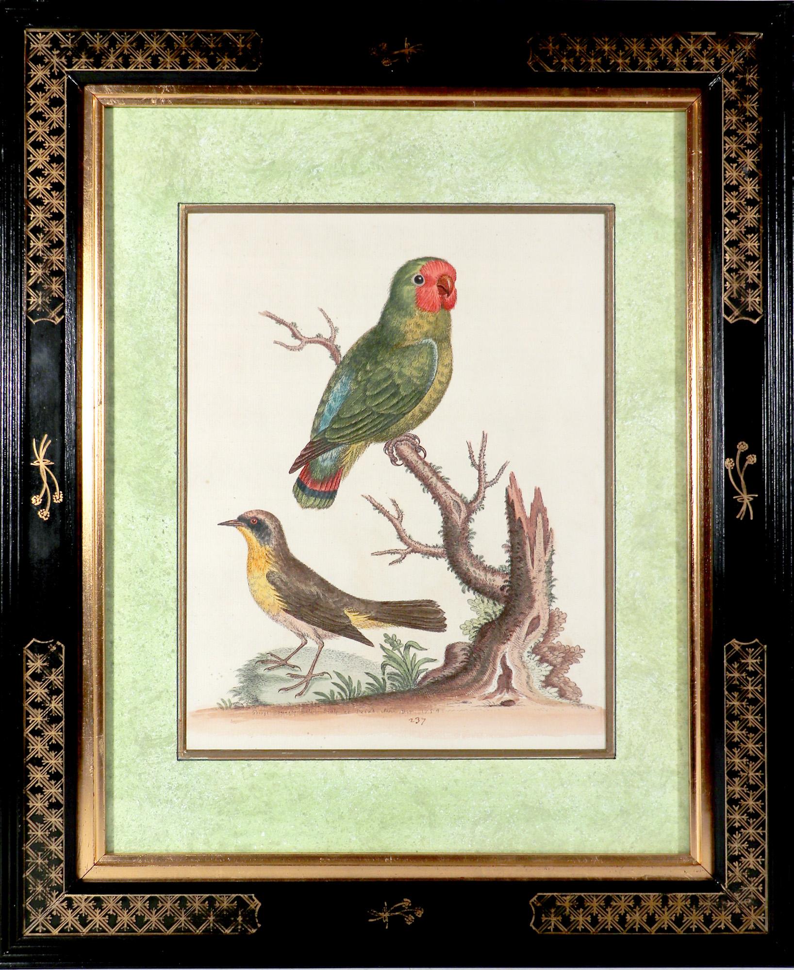George Edwards Set of Twelve Parrot Engravings with chinoiserie Frames,
Natural History of Birds,
Engraved by Georg Dionysius Ehret,
Mid-18th century,

A fine set of twelve George Edwards Engravings of parrots within black chinoiserie frames.