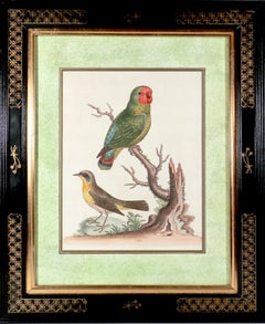 Ensemble de douze gravures de perroquets de George Edwards avec cadres de style chinoiseries