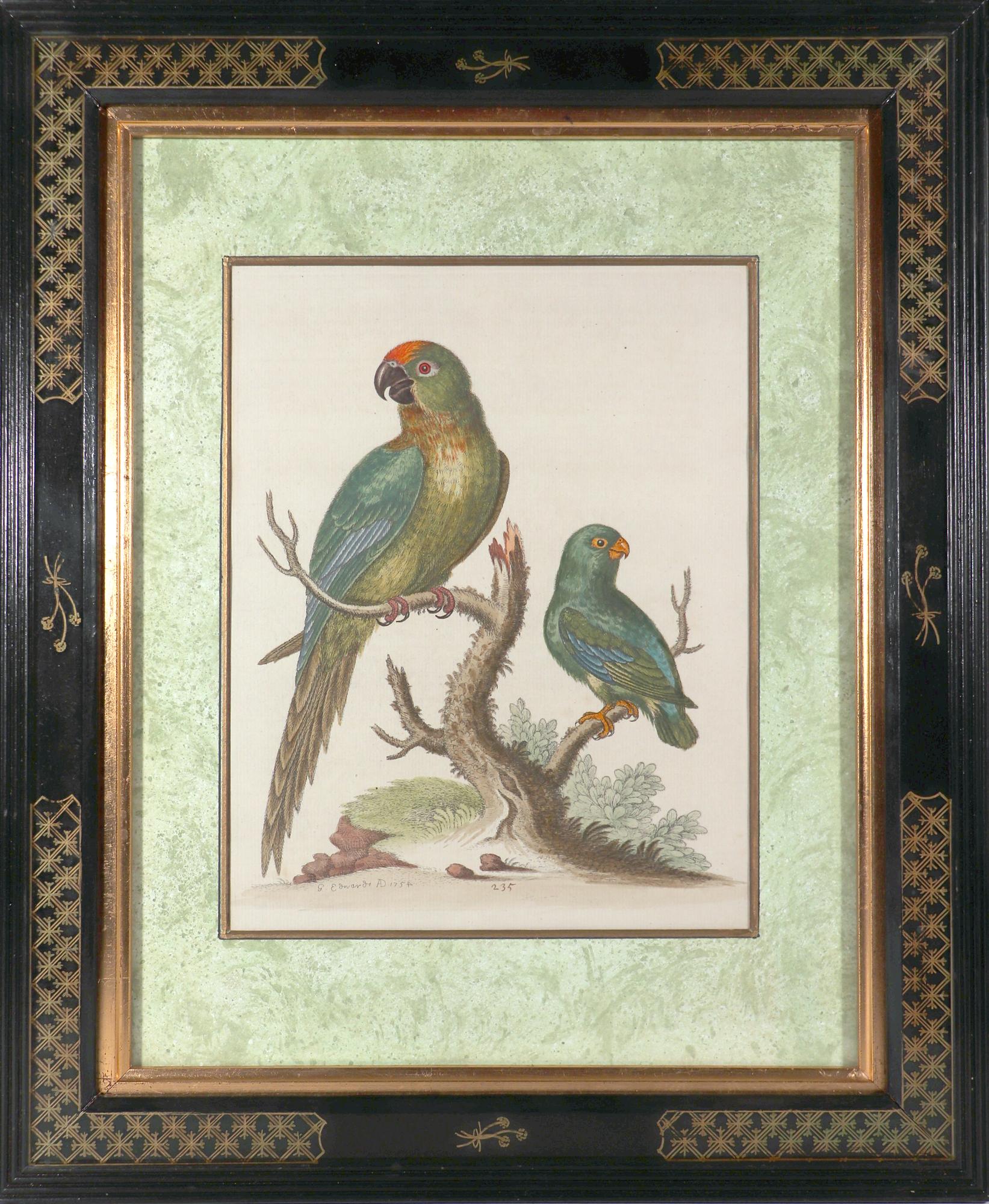Georgian George Edwards Set of Twelve Parrot Engravings with Chinoiserie Frames For Sale