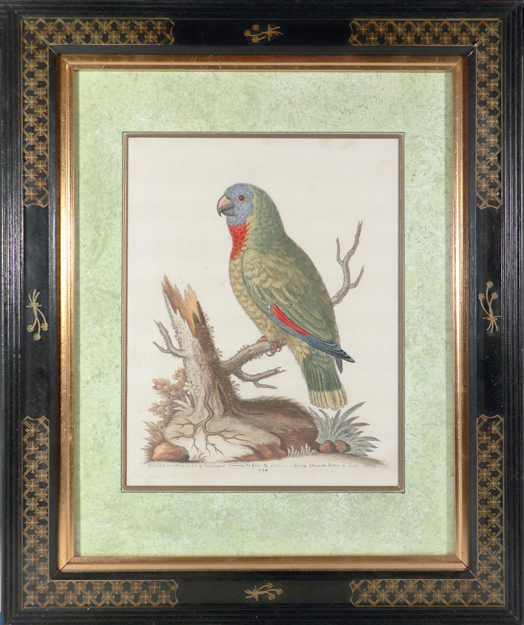 English George Edwards Set of Twelve Parrot Engravings with Chinoiserie Frames For Sale