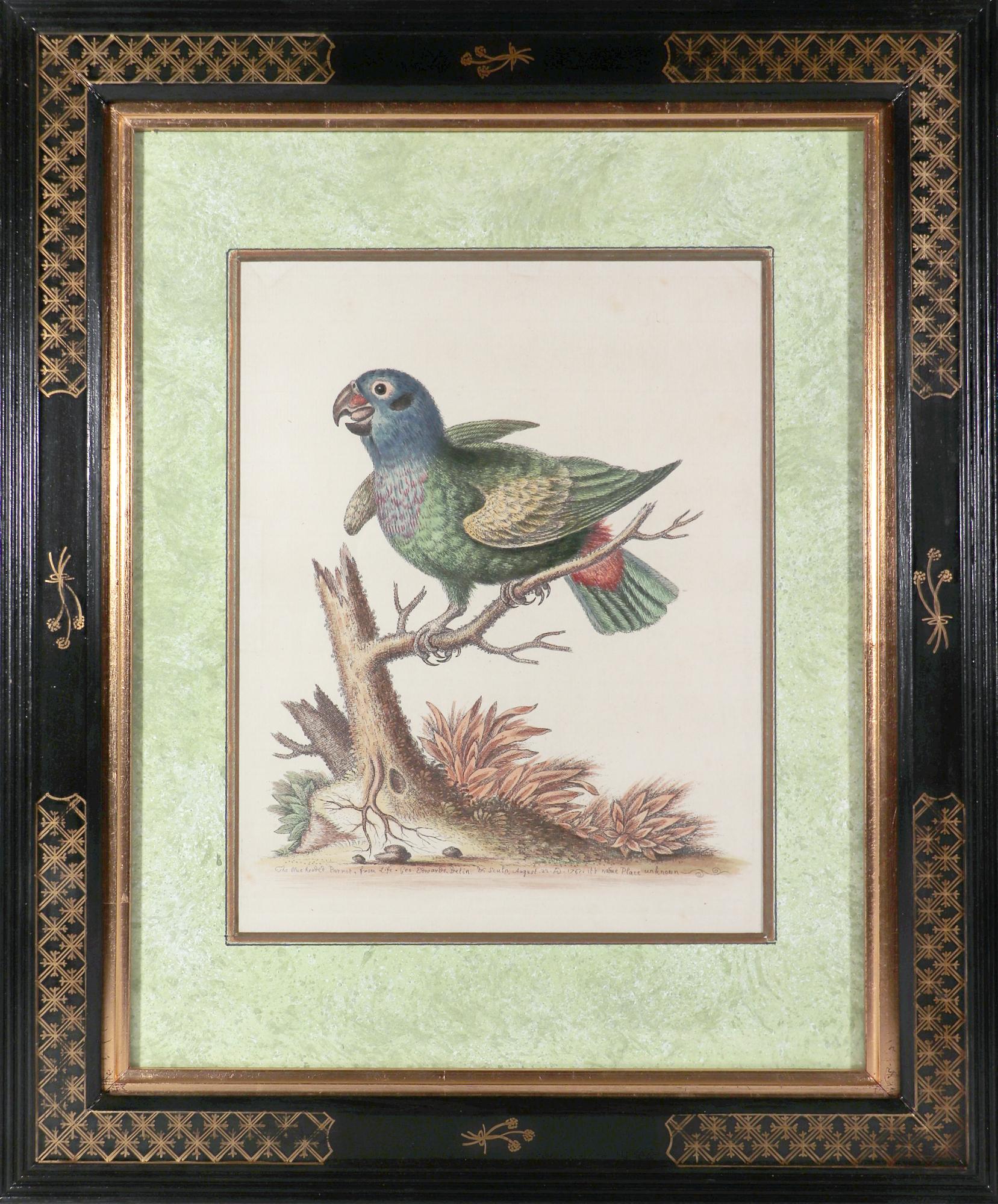 George Edwards Set of Twelve Parrot Engravings with Chinoiserie Frames In Good Condition For Sale In Downingtown, PA