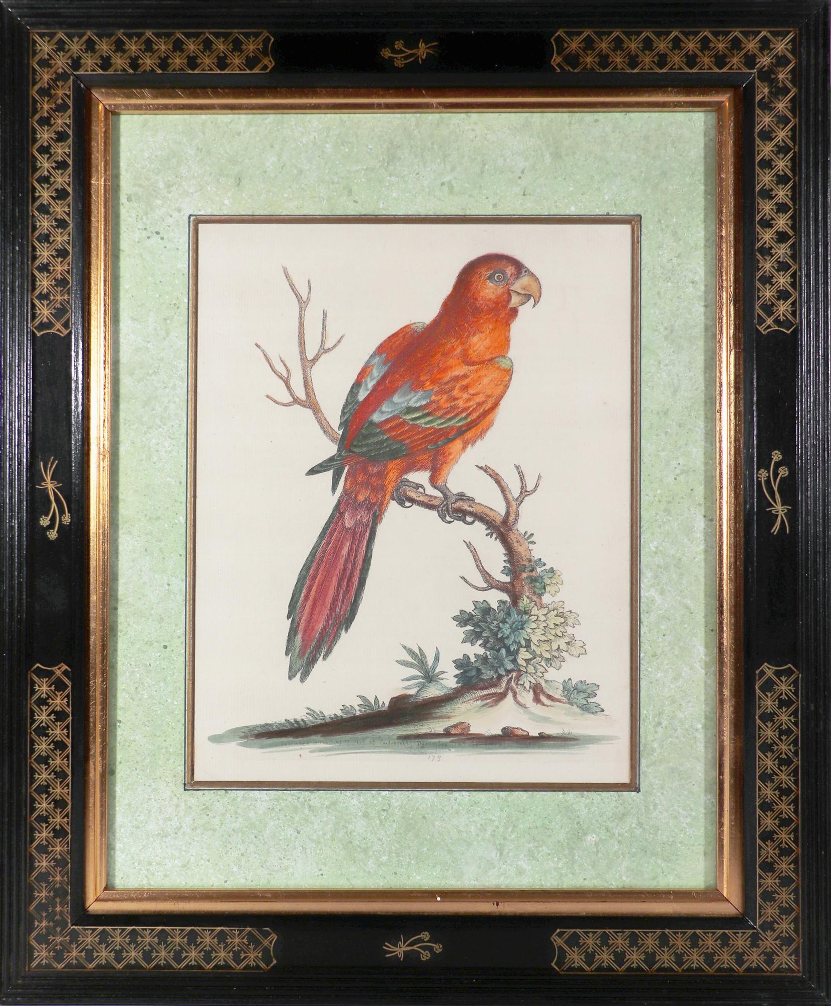 18th Century George Edwards Set of Twelve Parrot Engravings with Chinoiserie Frames For Sale