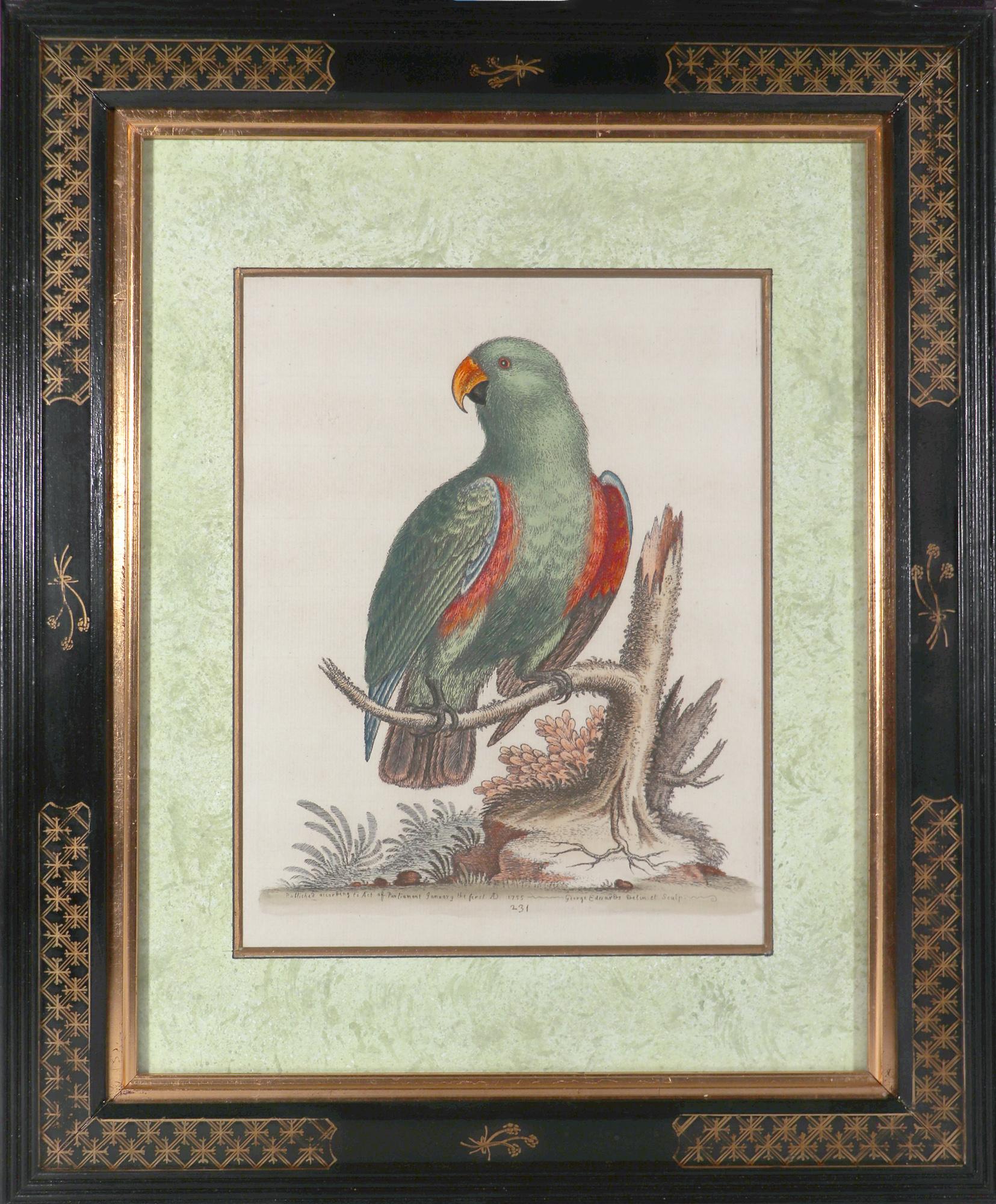 Paper George Edwards Set of Twelve Parrot Engravings with Chinoiserie Frames For Sale