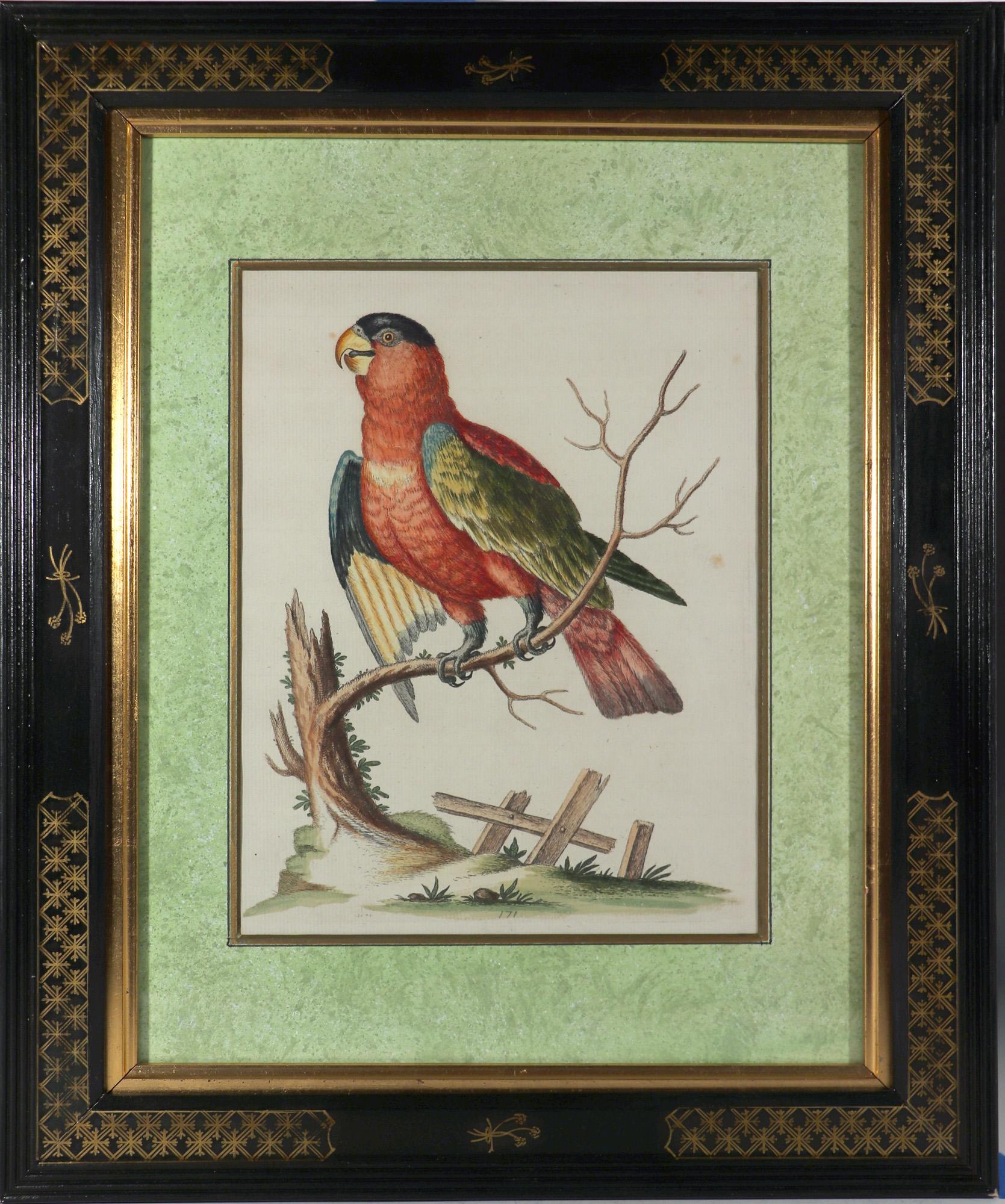 George Edwards Set of Twelve Parrot Engravings with Chinoiserie Frames For Sale 1
