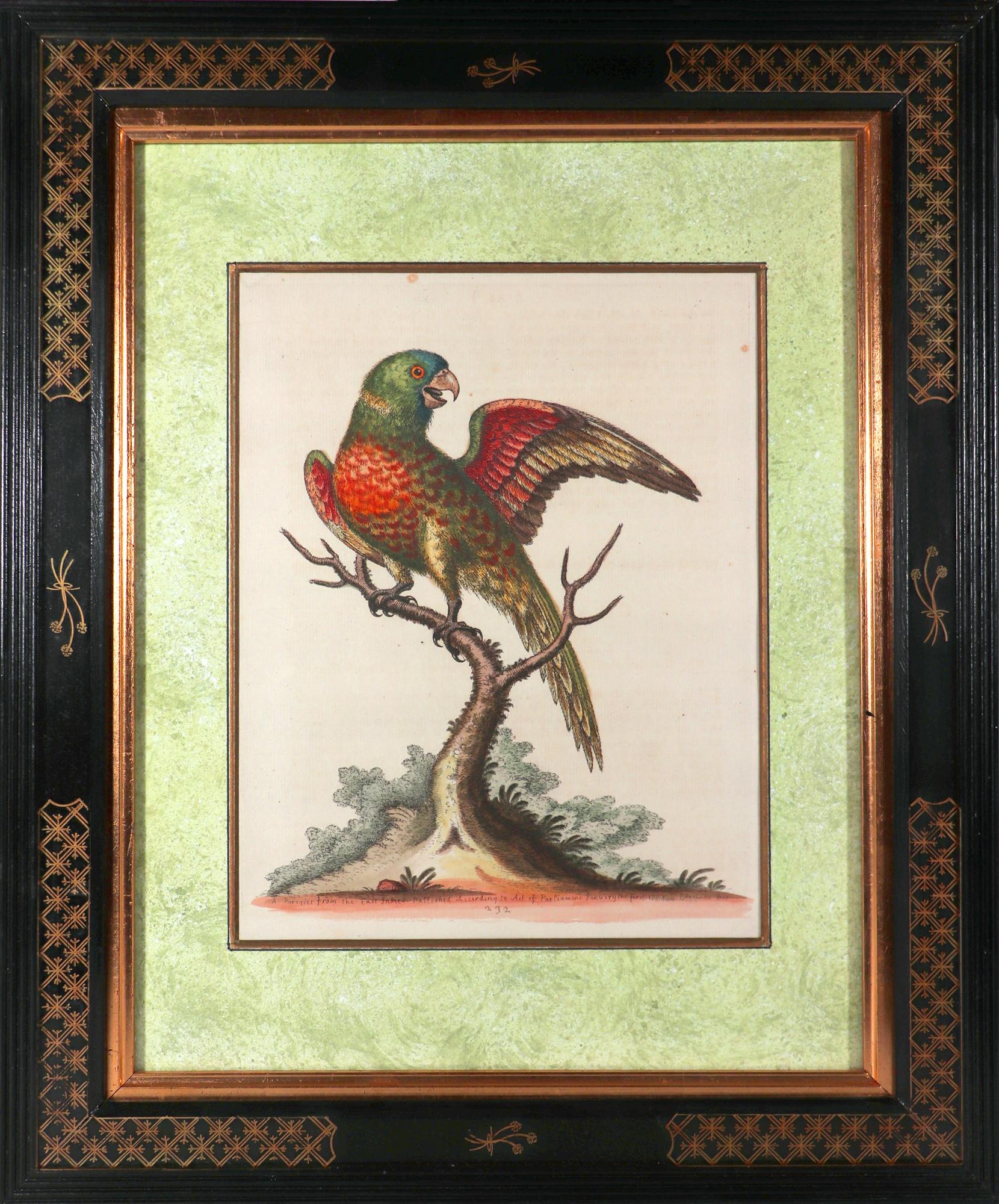 George Edwards Set of Twelve Parrot Engravings with Chinoiserie Frames For Sale 2