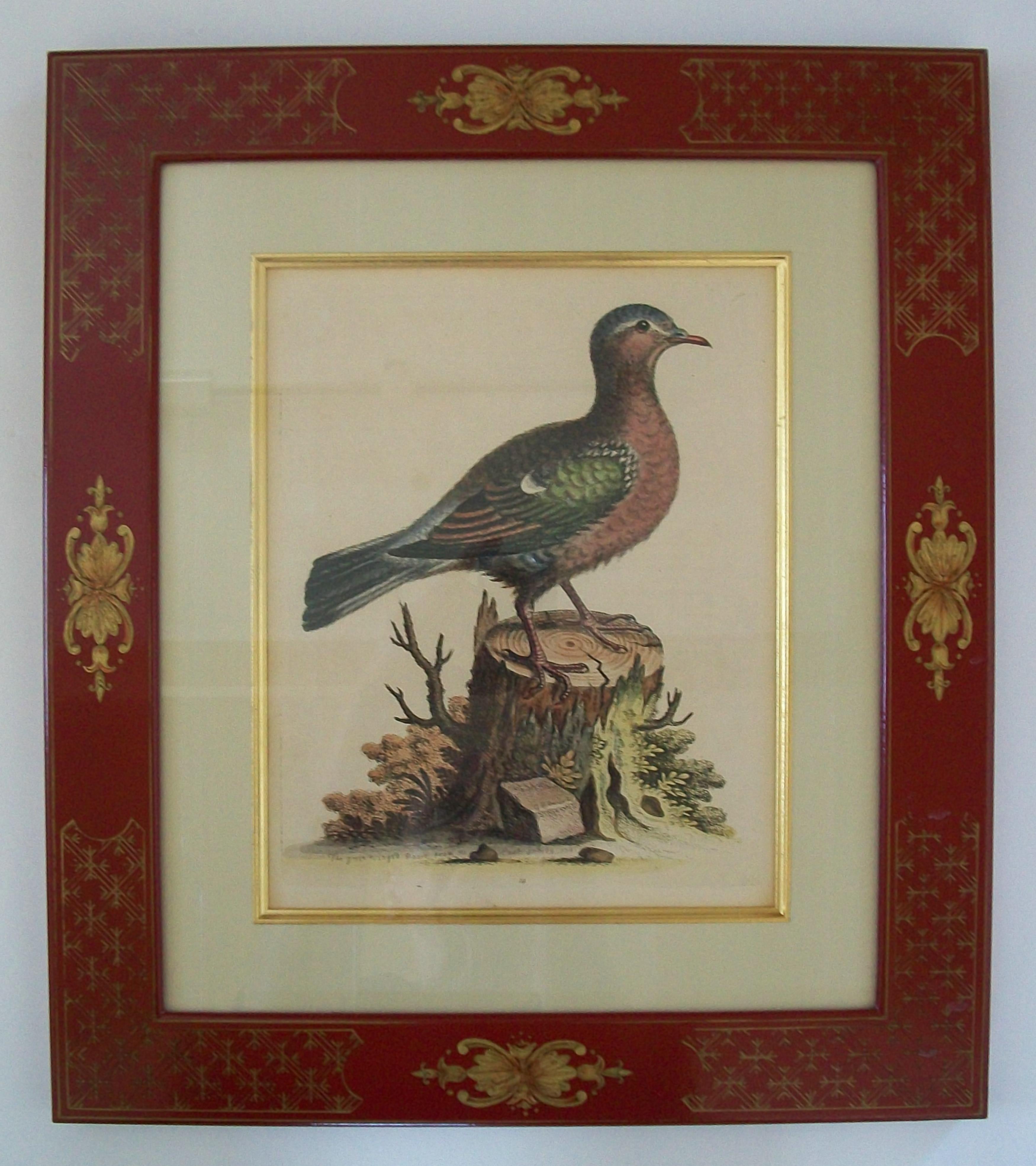 GEORGE EDWARDS - Zwei handkolorierte ornithologische Kupferstiche - C.K. - 1741-1759 (Englisch) im Angebot