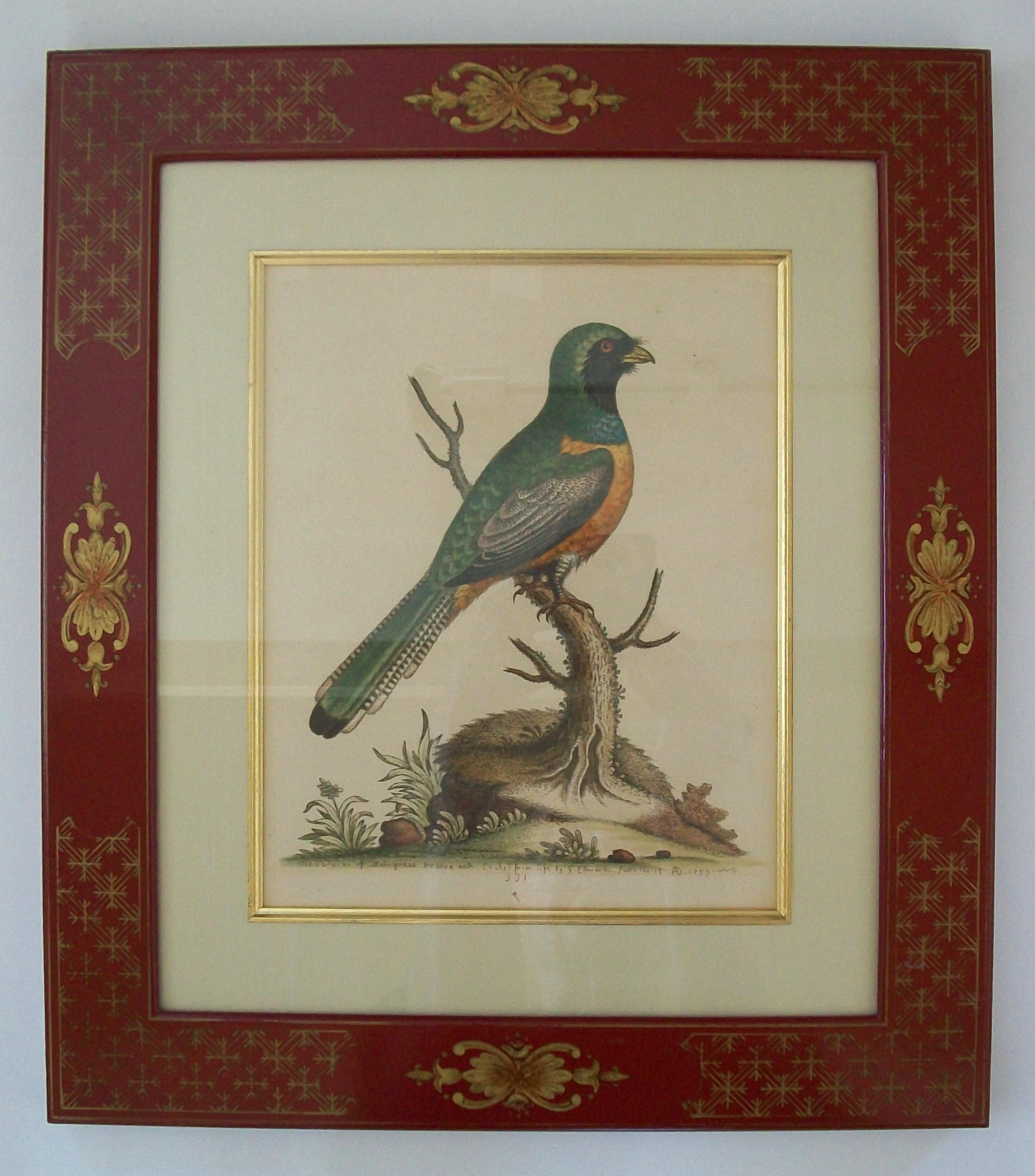 GEORGE EDWARDS - Zwei handkolorierte ornithologische Kupferstiche - C.K. - 1741-1759 (Handgefertigt) im Angebot