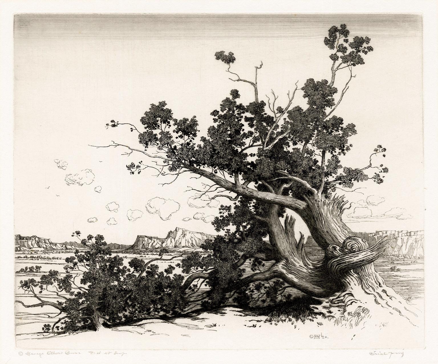 Landscape Print de George Elbert Burr - Viejos cedros" - Paisaje temprano de Nuevo México, Regionalismo del Suroeste