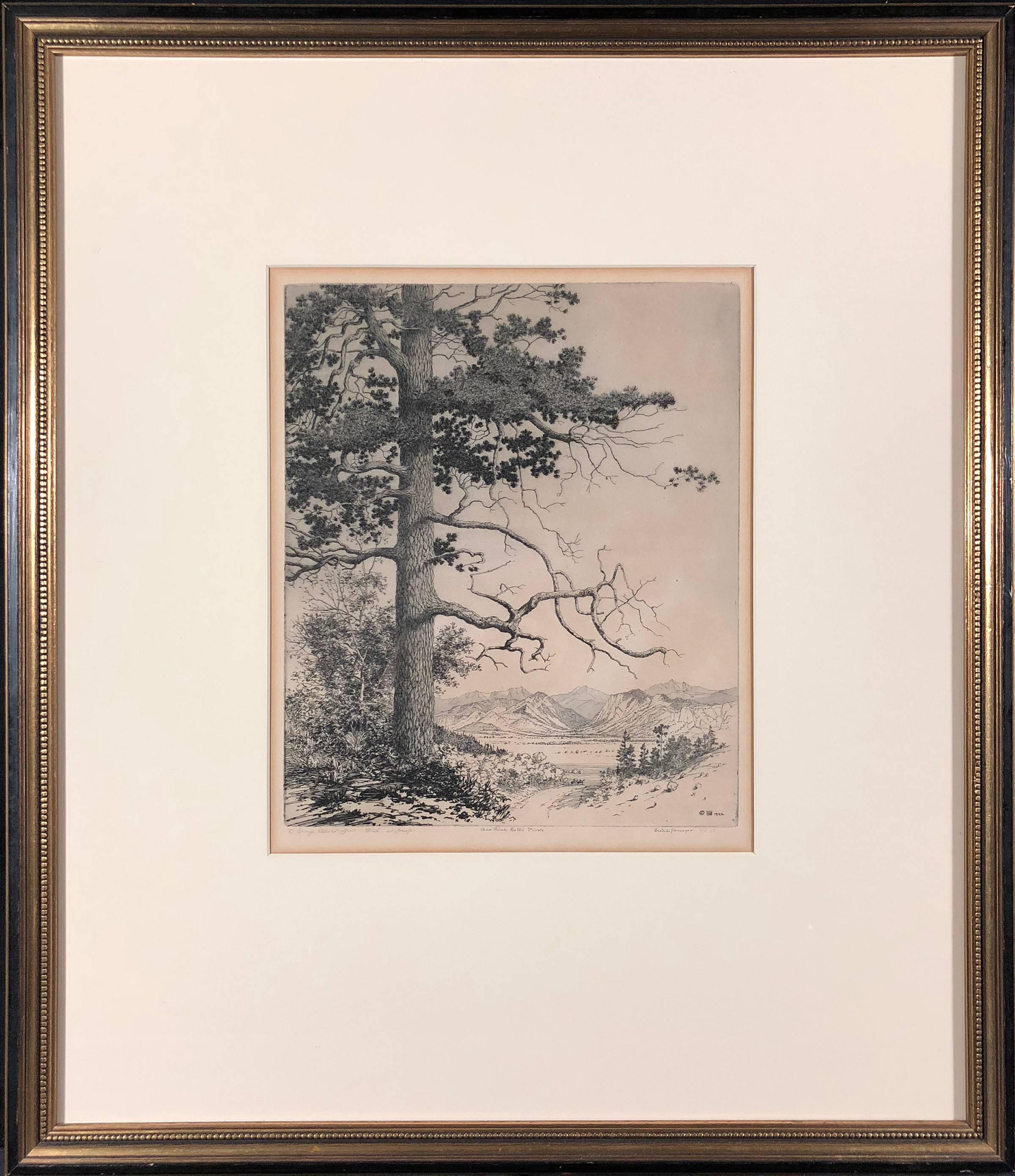 Old Pine Estes Park - Print by George Elbert Burr