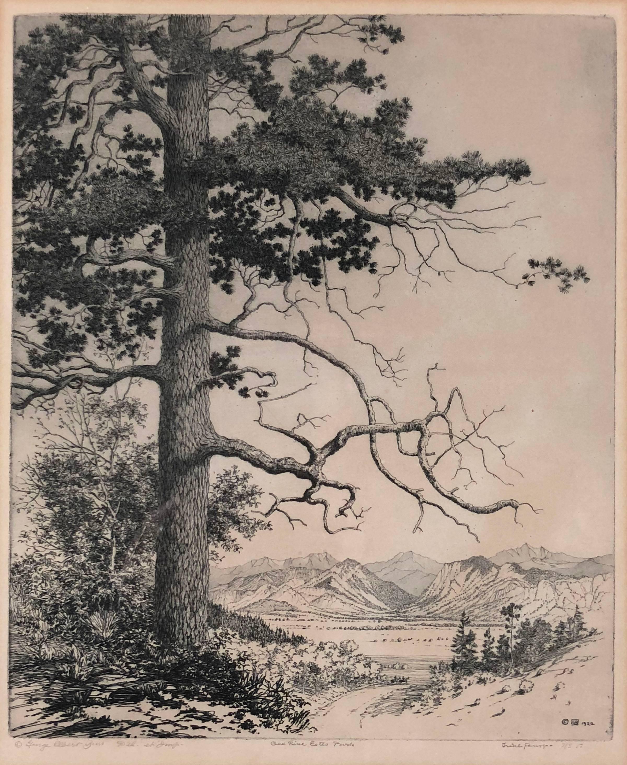 George Elbert Burr Landscape Print - Old Pine Estes Park
