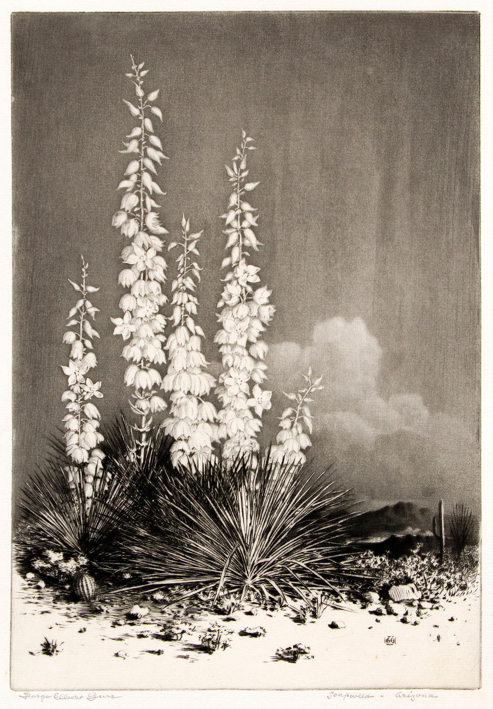 Gravura De Qualidade De Museu Sem título (tradução para Springtime, Paradise  Valley Arizona), 1920 por George Elbert Burr (1859-1939)