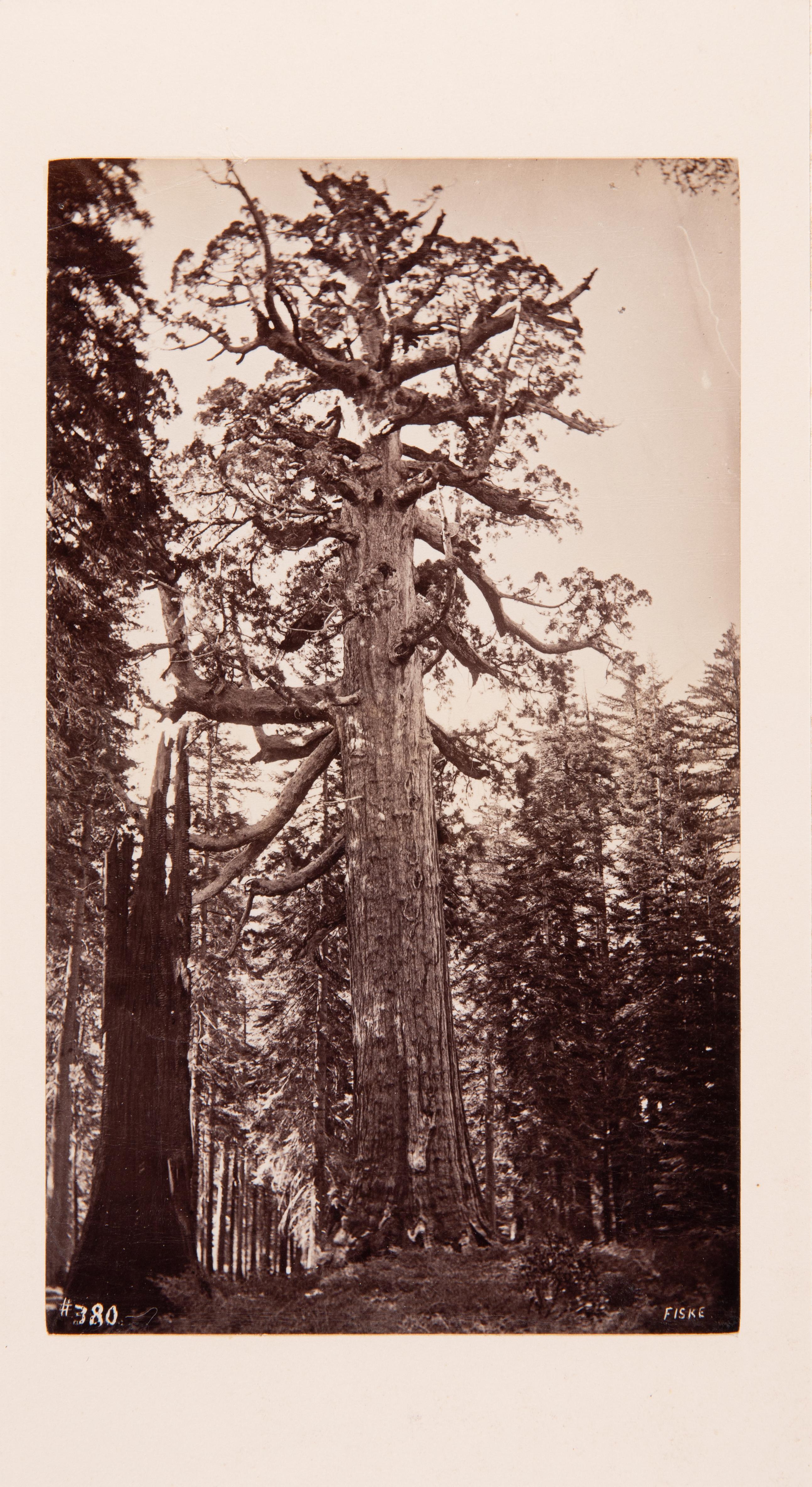 Grizzly-Riese, Mariposa-Hain, Yosemite – Photograph von George Fiske
