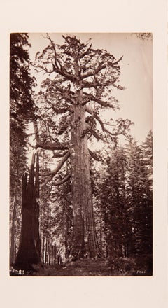 Grizzly Giant, Mariposa Grove, Yosemite