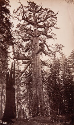 Grizzly-Riese, Mariposa-Hain, Yosemite