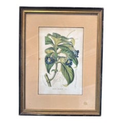 19th Century Botanical Engraving of Chirita Walkeria. Hand-Colored Print by Gar