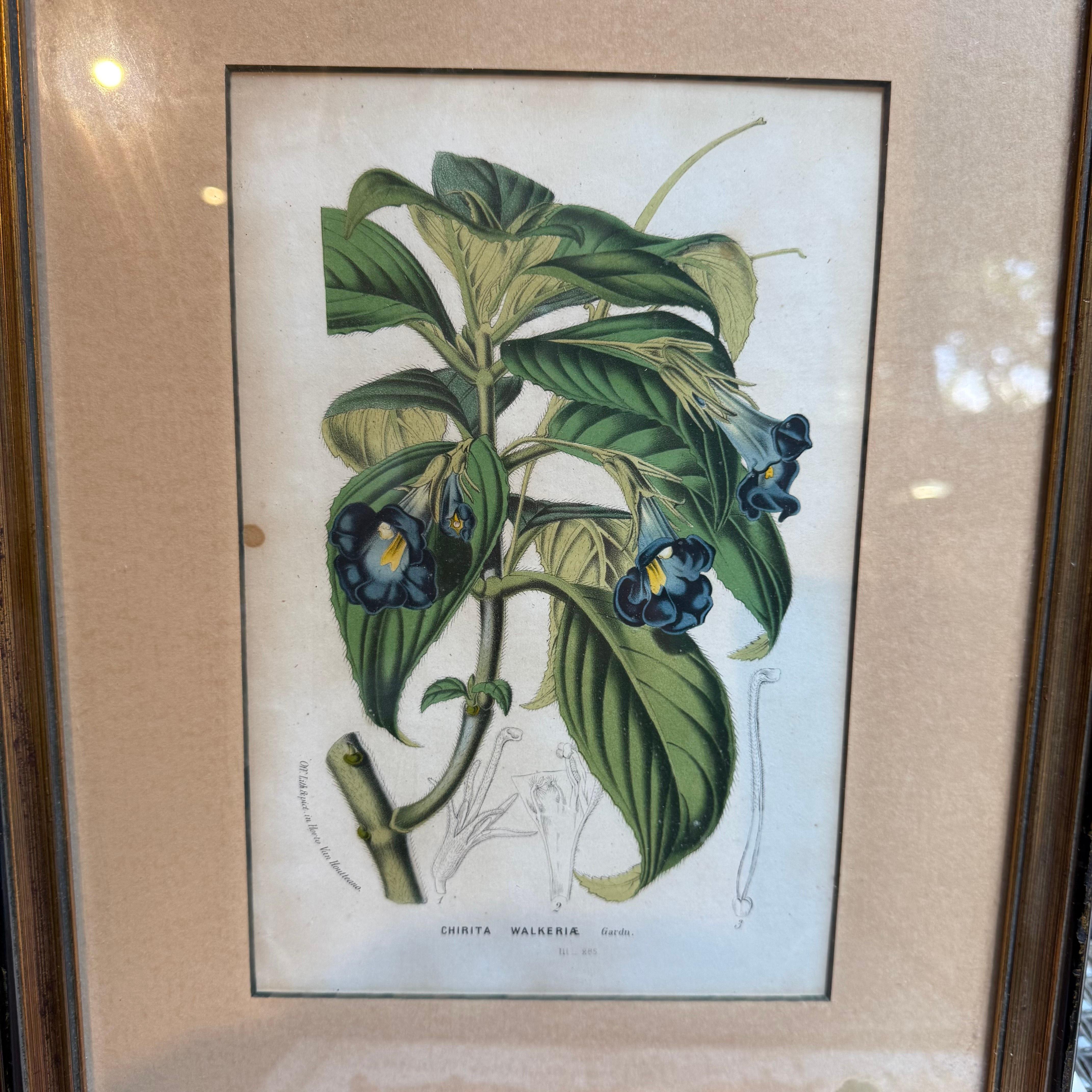 Un cautivador grabado botánico del siglo XIX que representa la Chirita walkeria, una delicada planta con flores que recibe su nombre en honor de Anna Maria Walker, una destacada naturalista. Este grabado coloreado a mano se atribuye a George Gardner