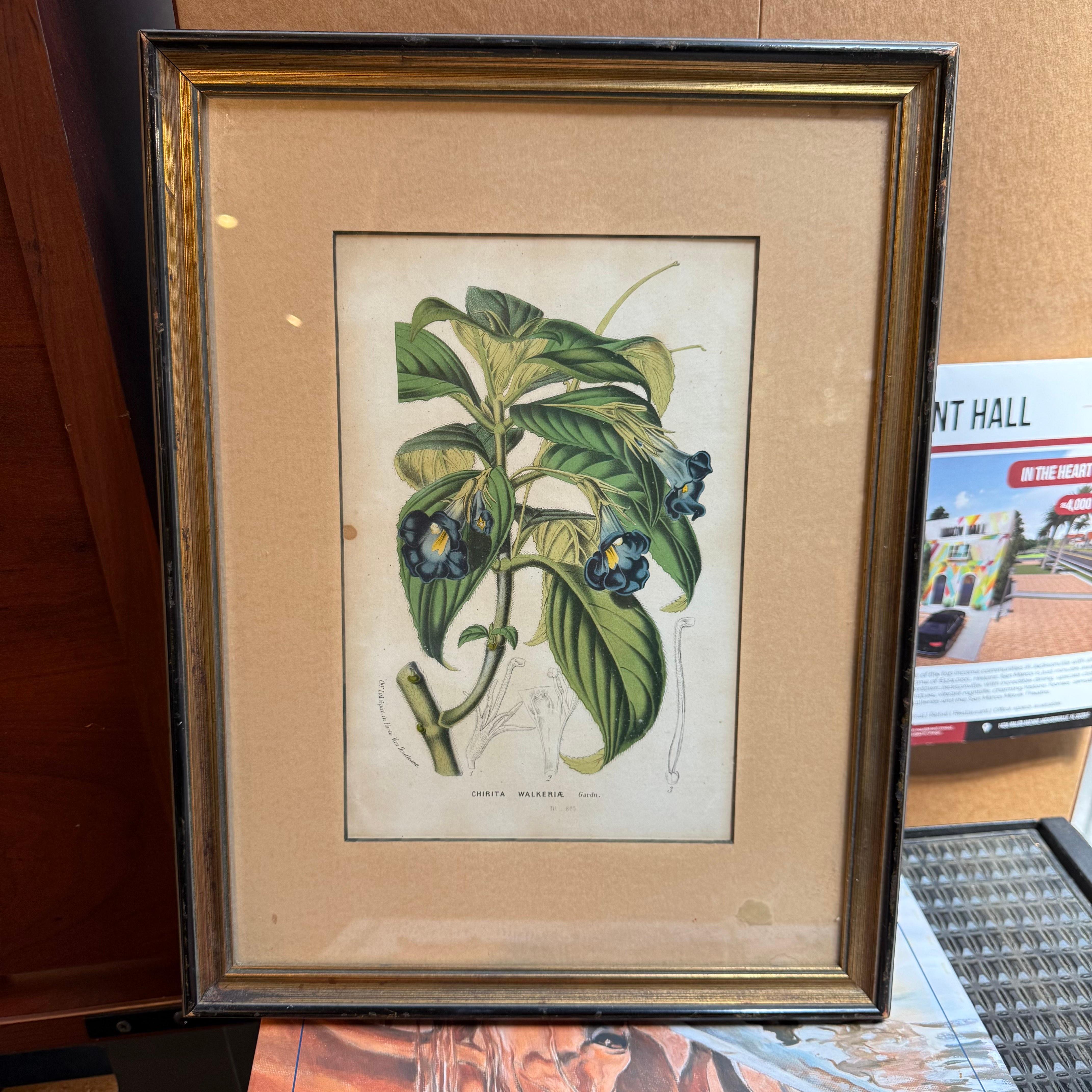 Grabado botánico del siglo XIX de Chirita Walkeria. Impresión coloreada a mano por Gar en venta 3