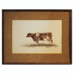 Antique "A Suffolk Cow" Naturalistic Animal Engraving