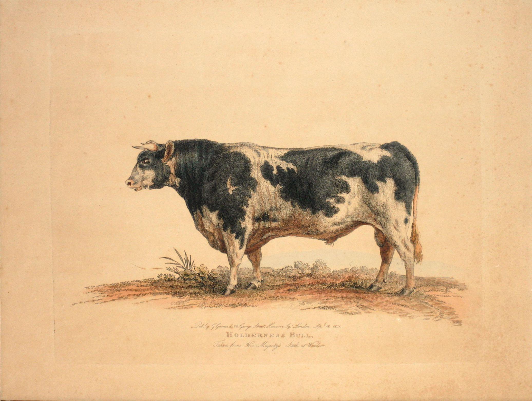 Holderness Bull - Print by George Garrard