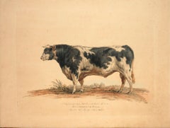 Antique Holderness Bull