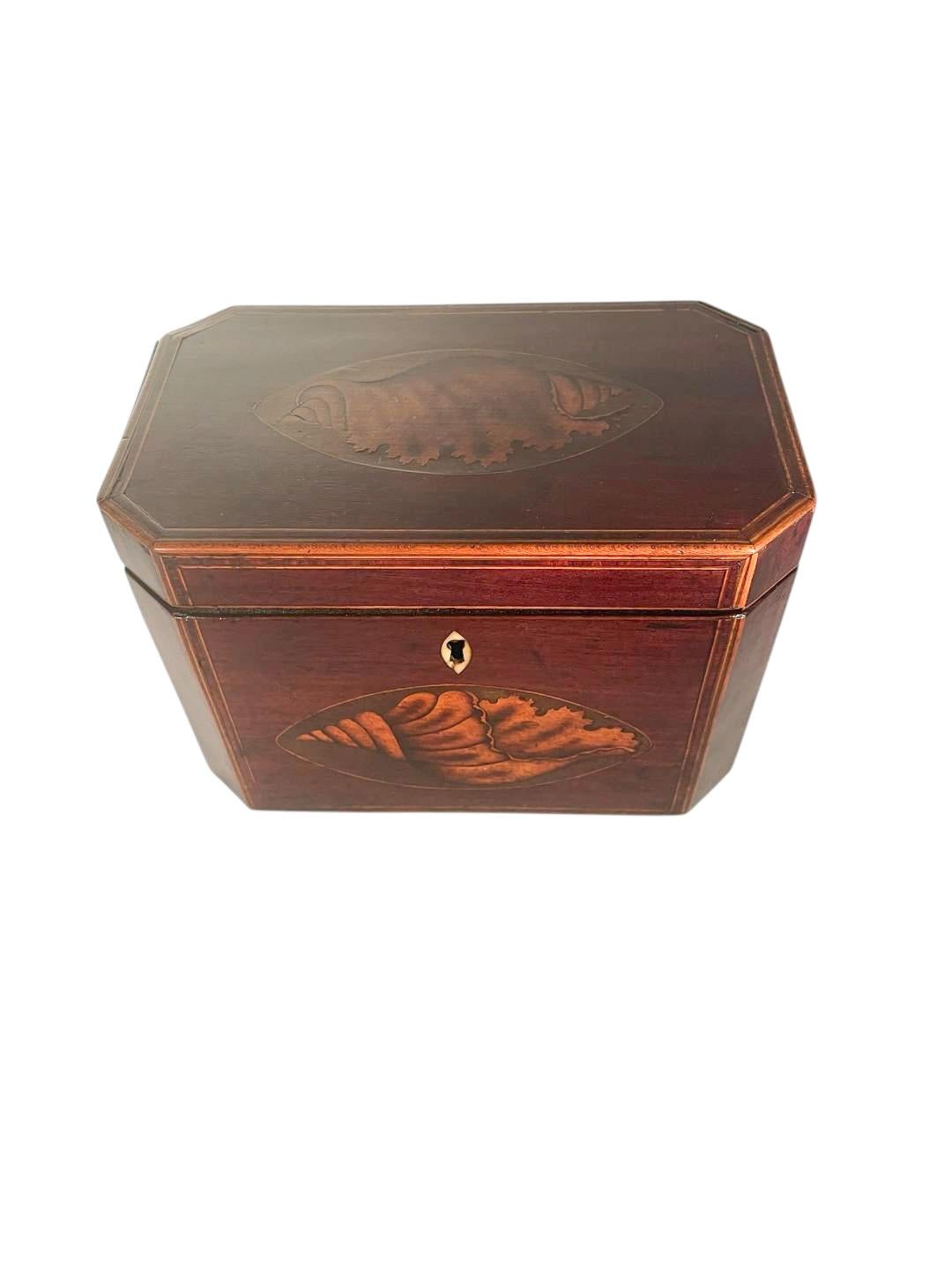 Boîte à thé George III en acajou avec coins coupés et deux incrustations de coquilles de conque en vente 4
