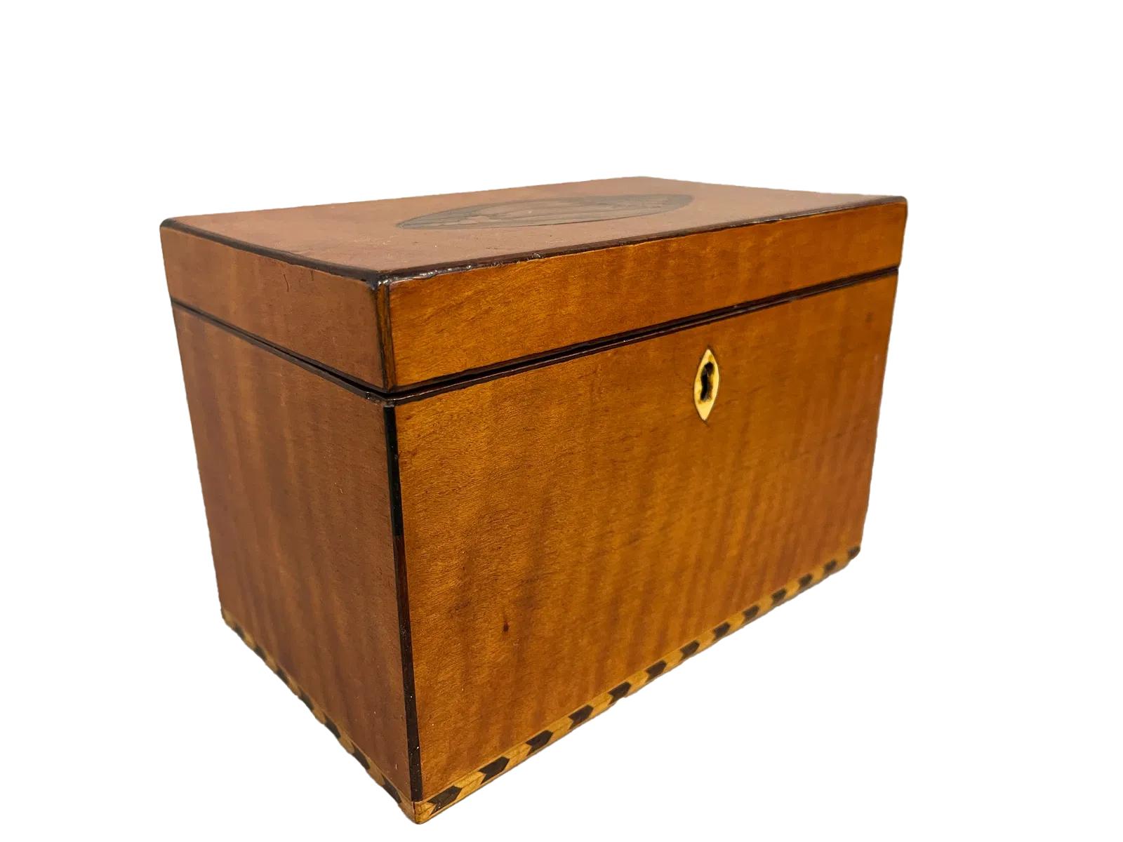 George III satinwood two chamber tea caddy of fine figure and color edged with a darker wood string inlay, the top inlaid with a large ovel enclosing a conch shell, the bottom edge inlaid with a chevron pattern in dark and light contrasting wood. On