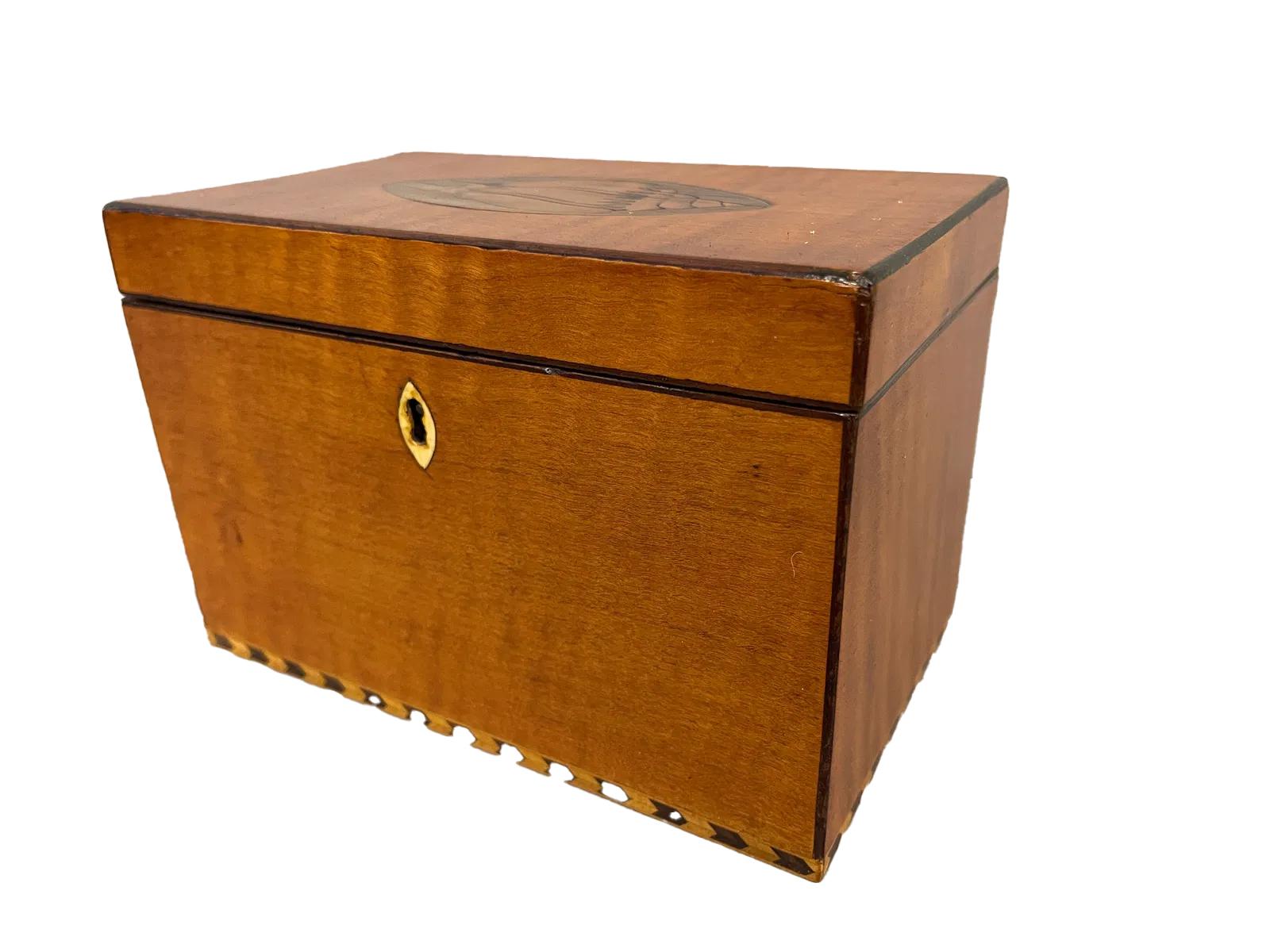 English George III Satinwood Double Tea Caddy with Oval Conch Shell Inlay on Lid For Sale