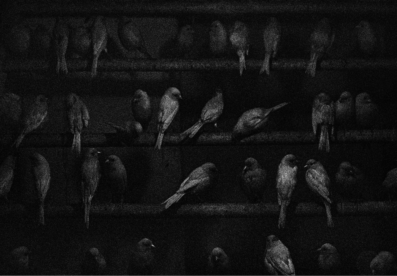 Birds, Mexico by George Krause is a 13.5 by 18.75 inch silver gelatin print. This photograph features birds sitting on a fence. The photograph is signed and dated in pencil on print margin by George Krause. The paper size for this print is 15.25 x