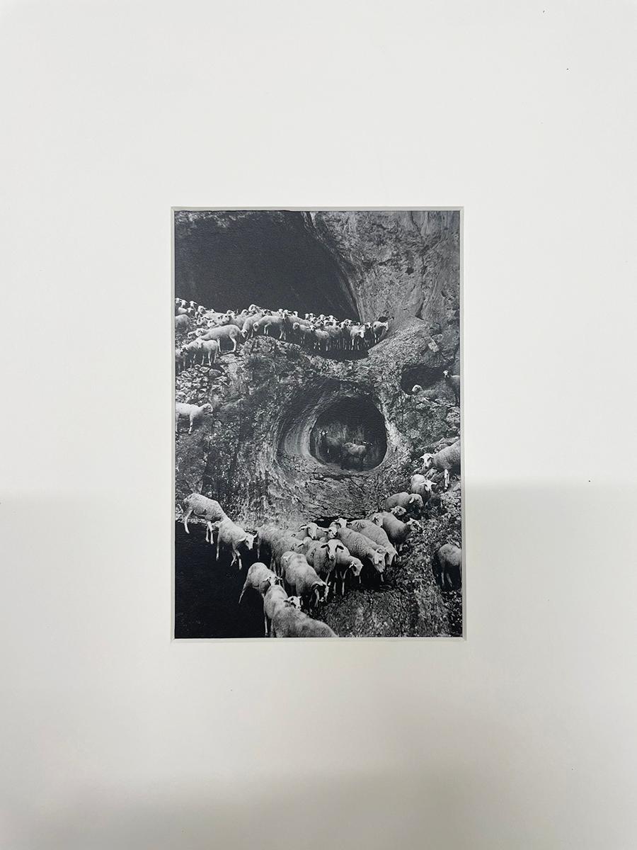 Pecora, Portogallo - Photograph di George Krause